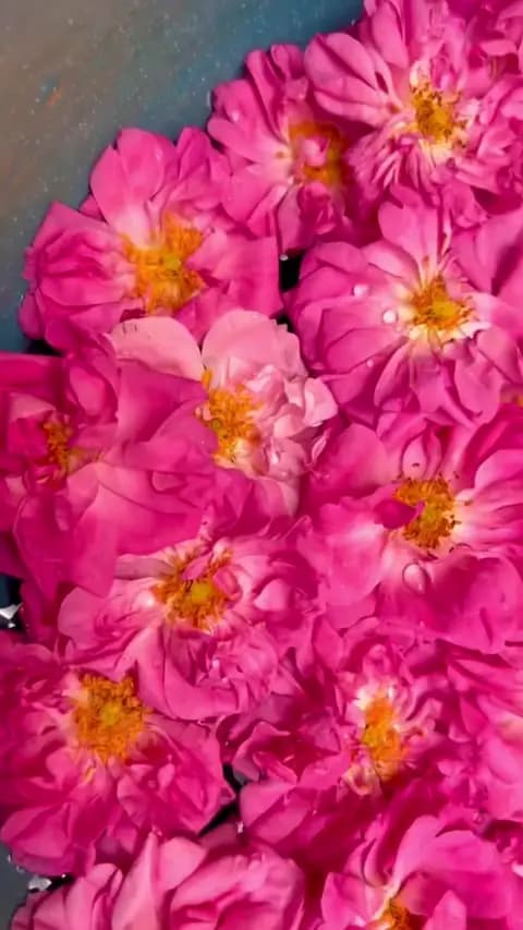لحظه‌ای از دیاوا