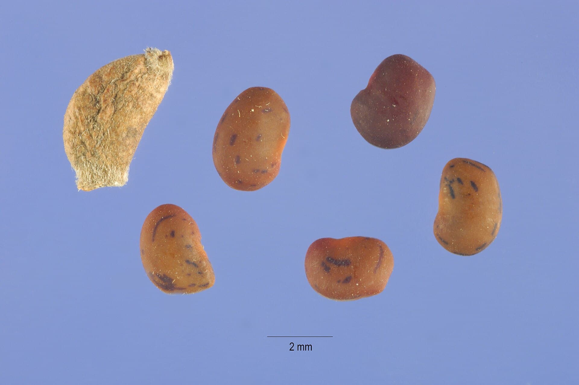 خارشتر — Alhagi maurorum