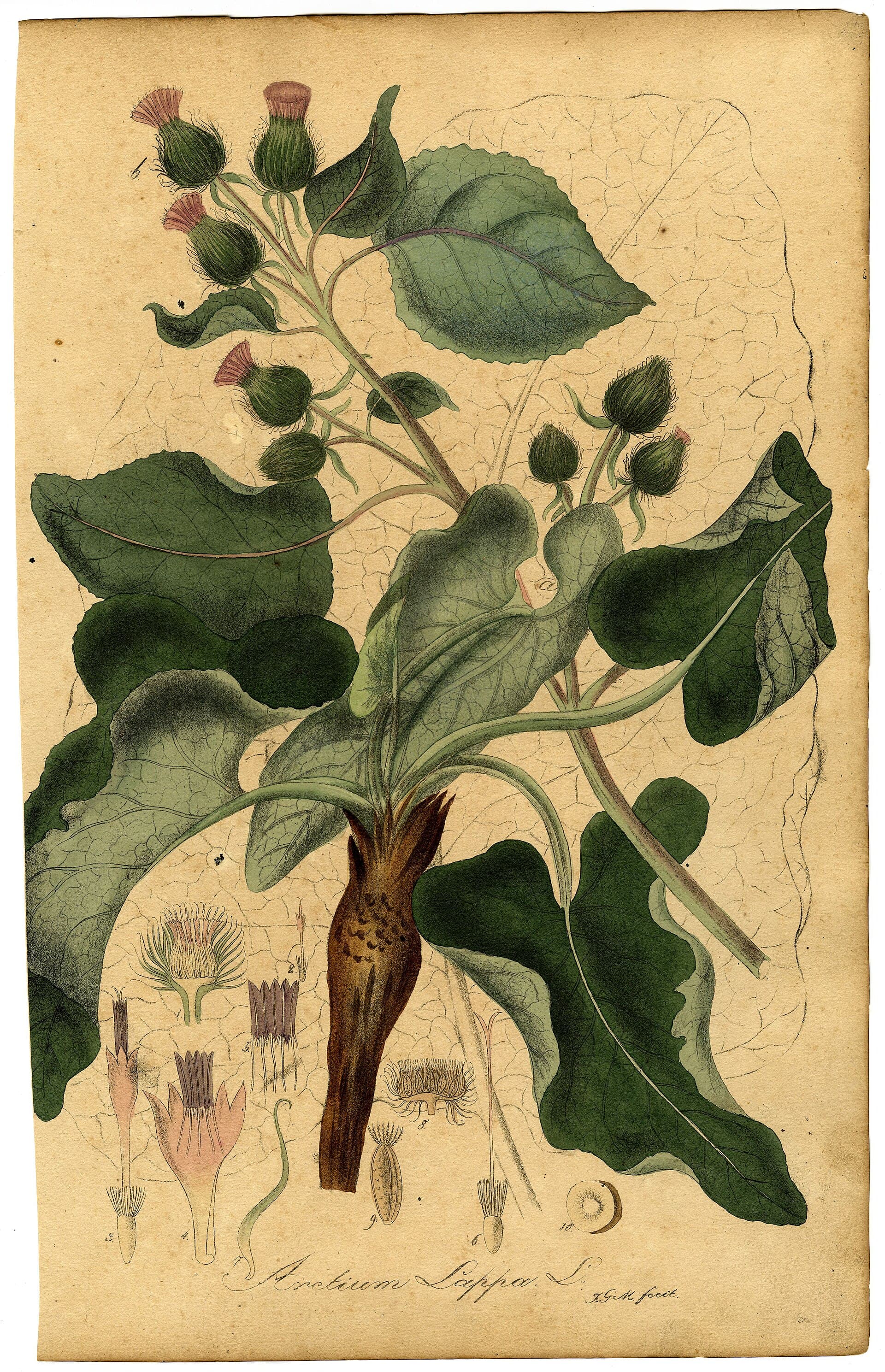 باباآدم — Arctium lappa