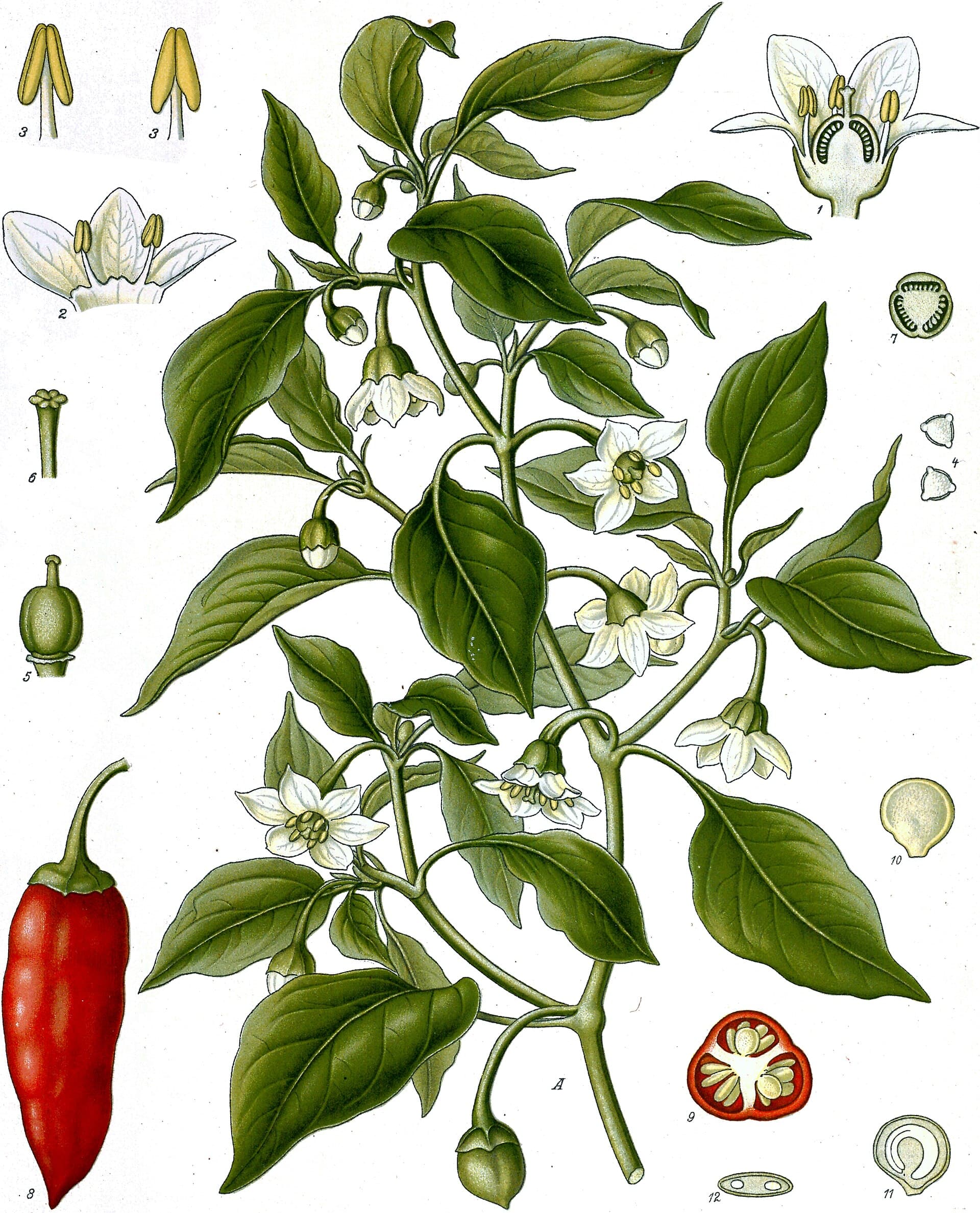 فلفل قرمز (تند) — Capsicum annuum
