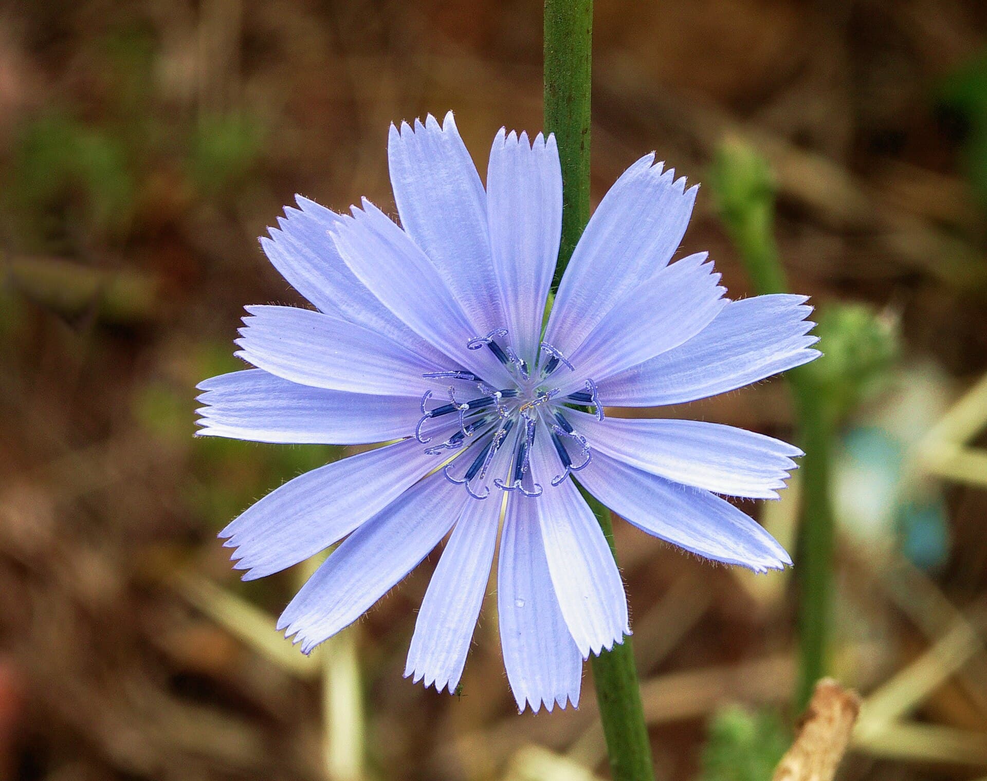 کاسنی — Cichorium intybus