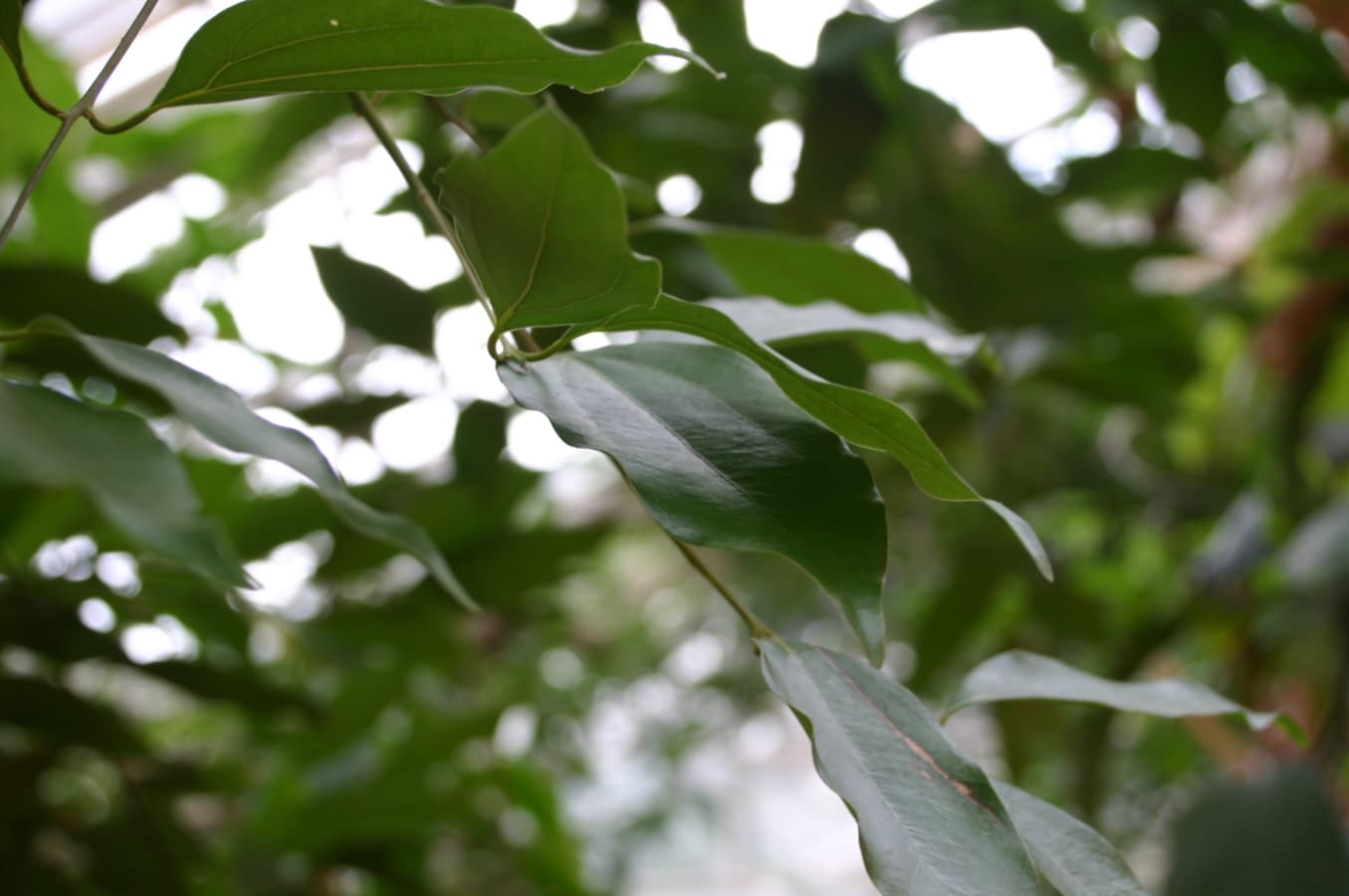 دارچین — Cinnamomum verum