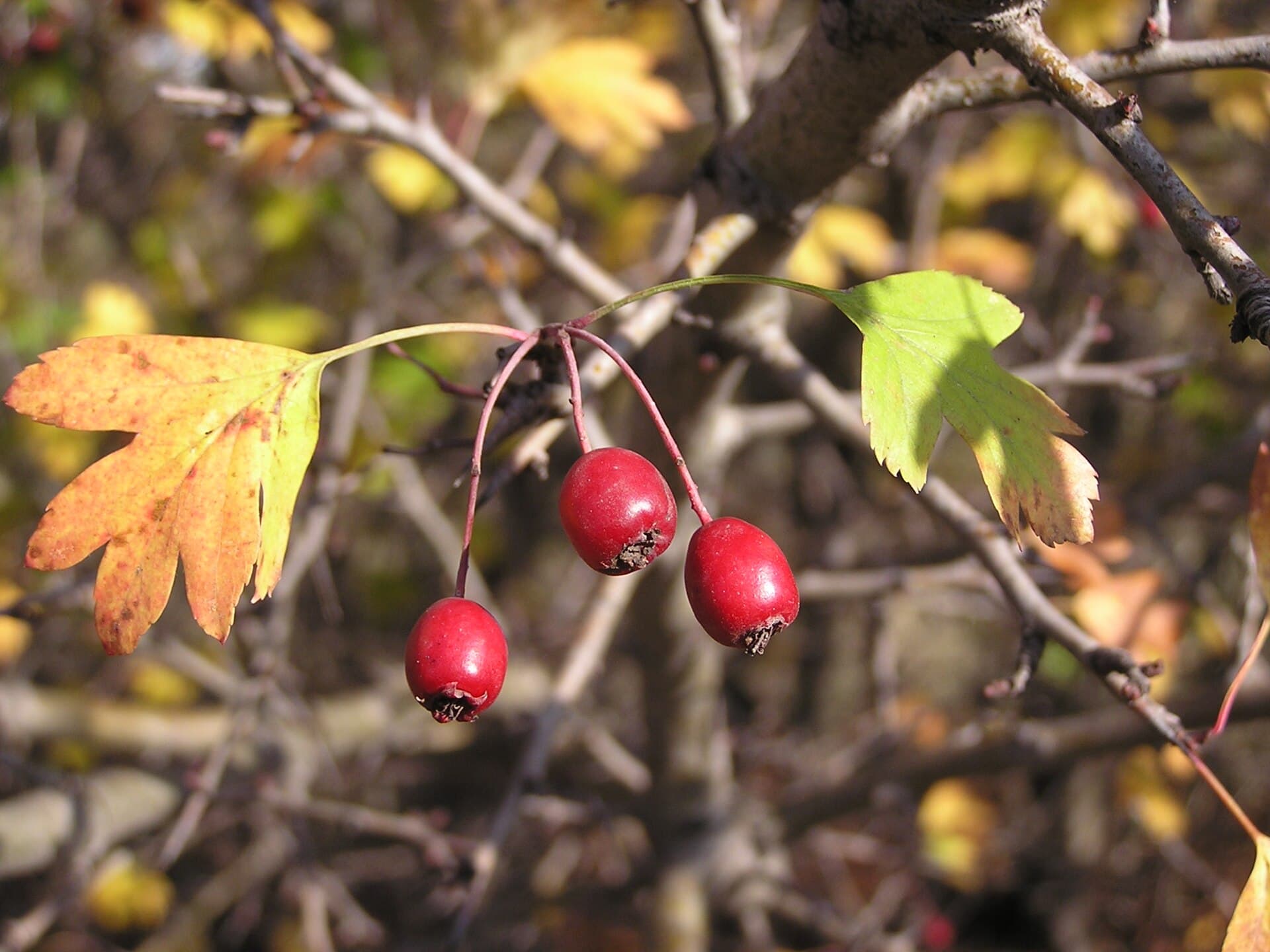 کیالک — Crataegus