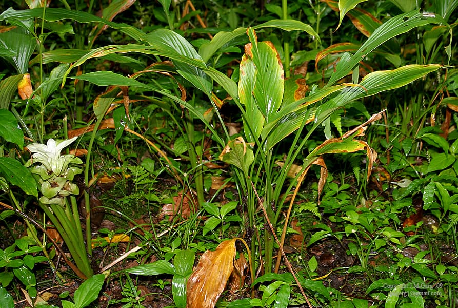 زردچوبه — Curcuma longa