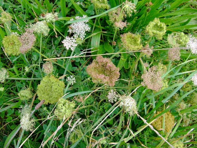 هویج — Daucus carota