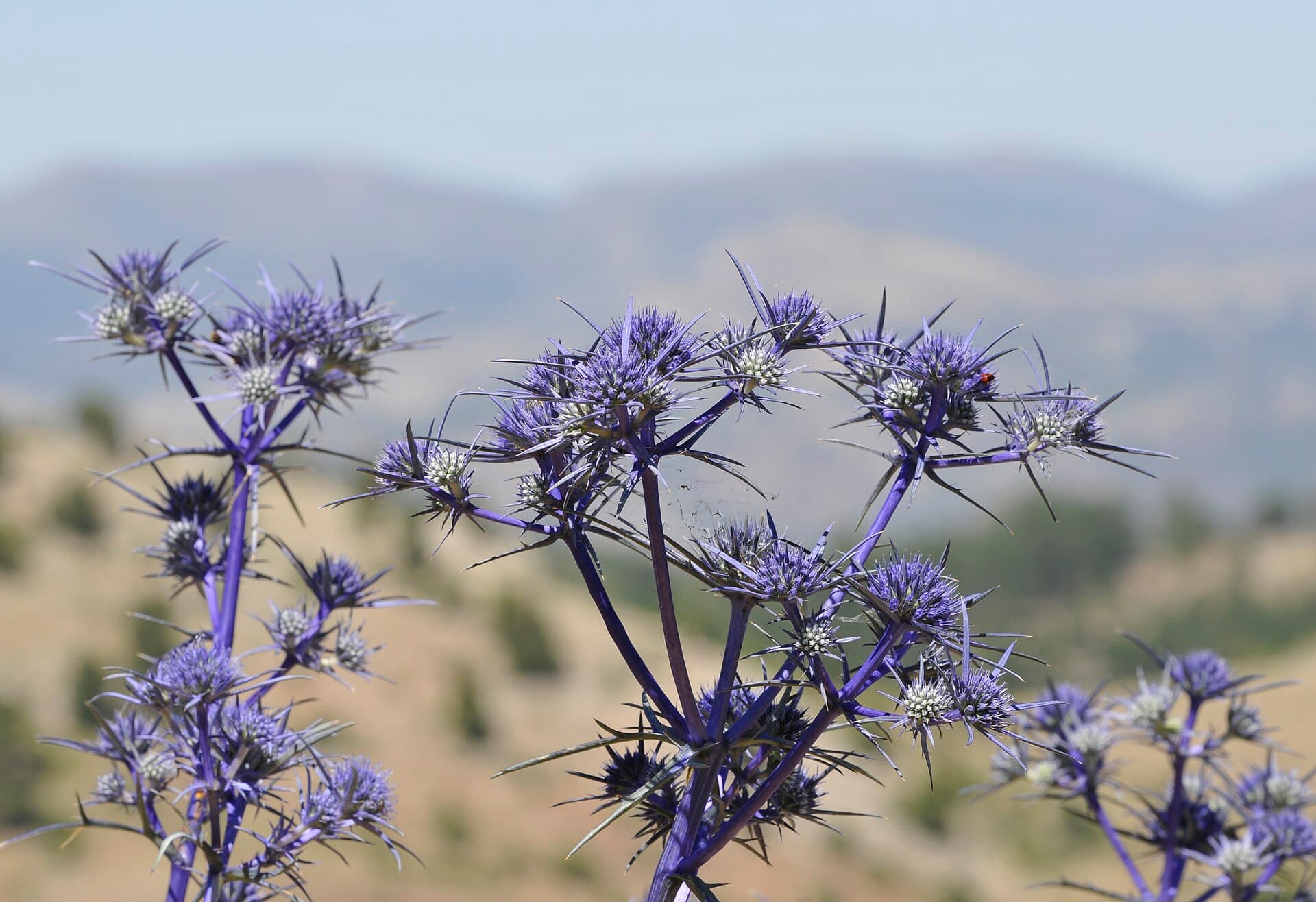 بوقناق — Eryngium billardieri