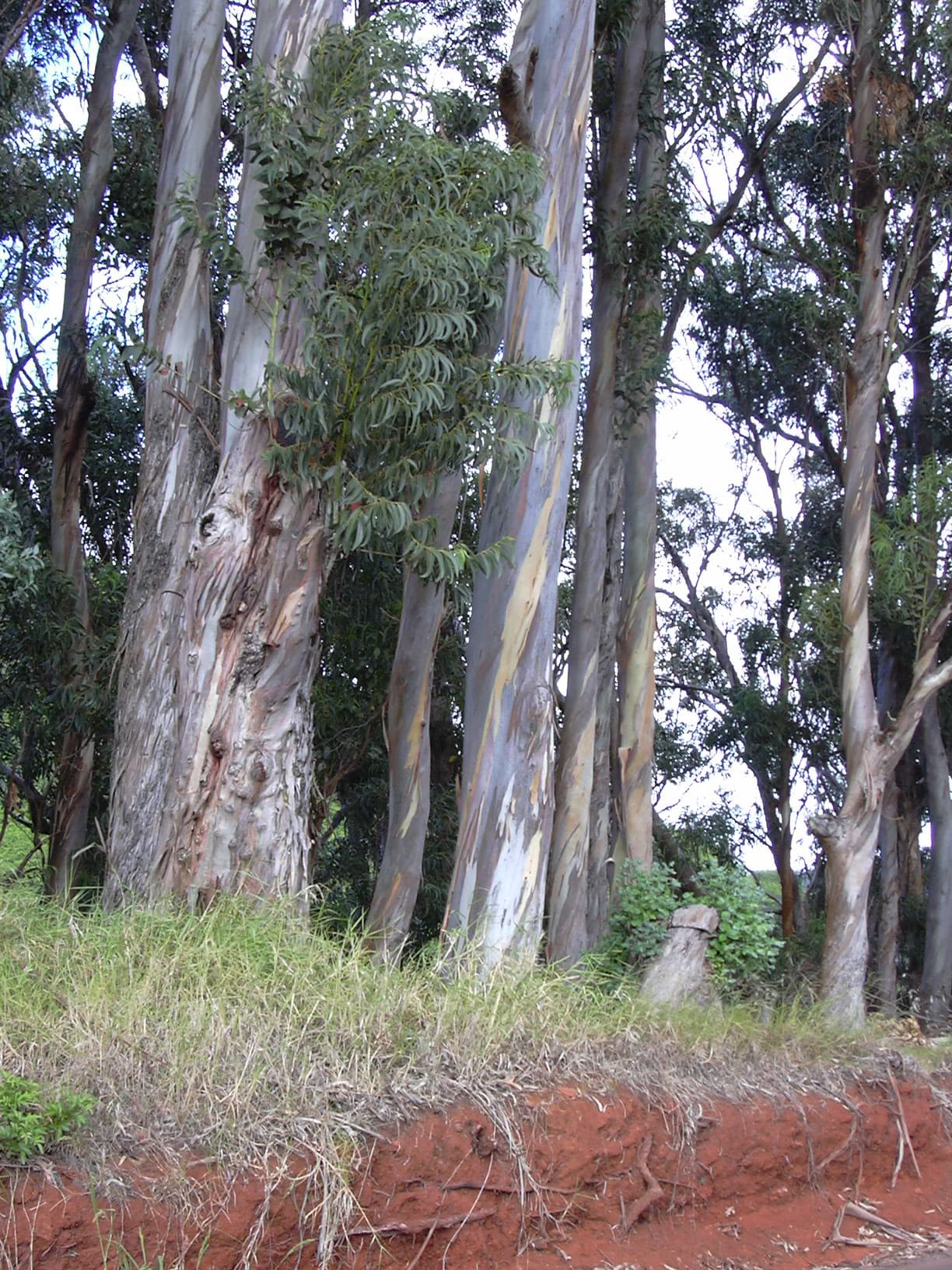 اکالیپتوس — Eucalyptus globulus