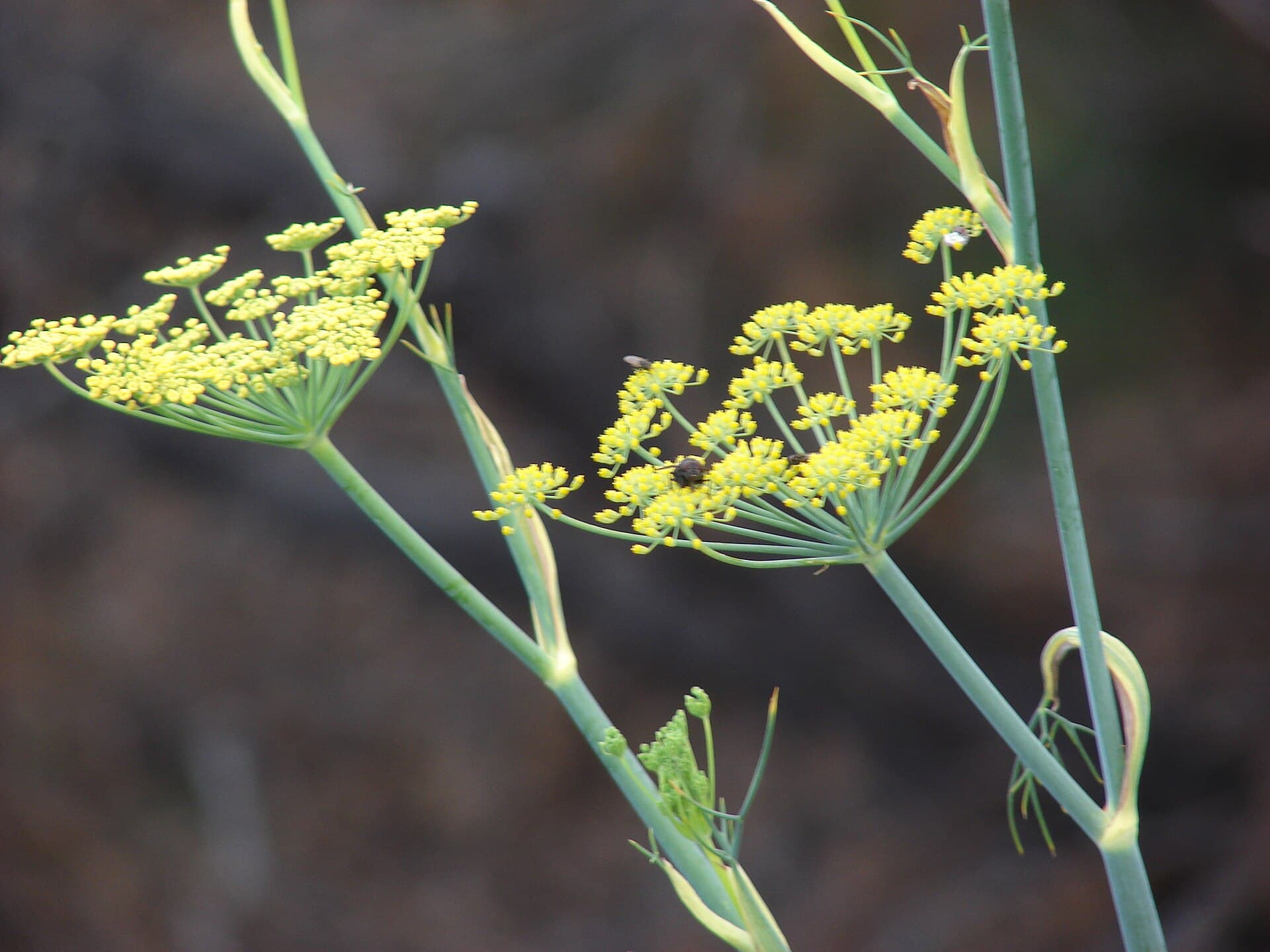 رازیانه — Foeniculum vulgare