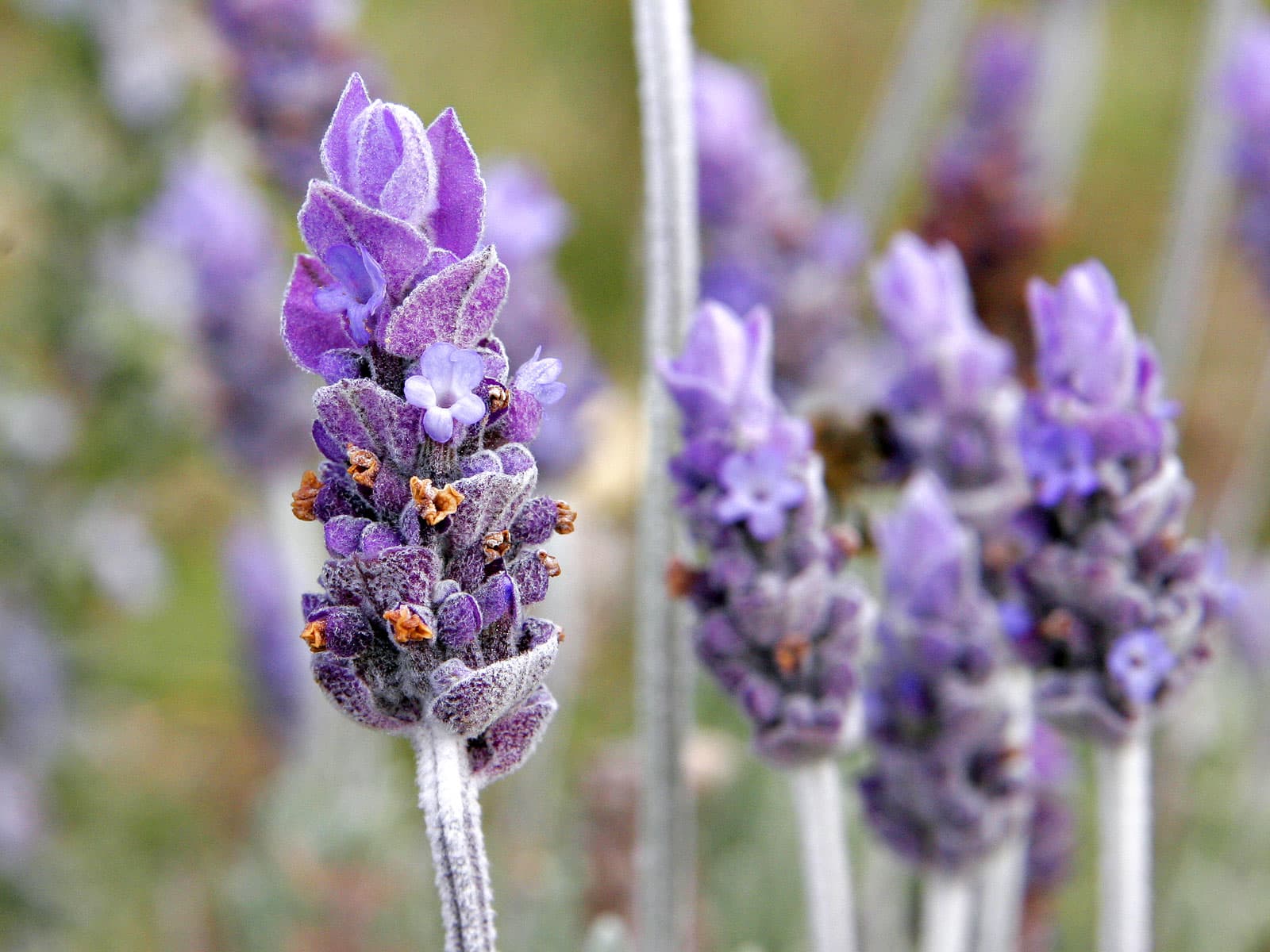 اسطوخودوس — Lavandula angustifolia