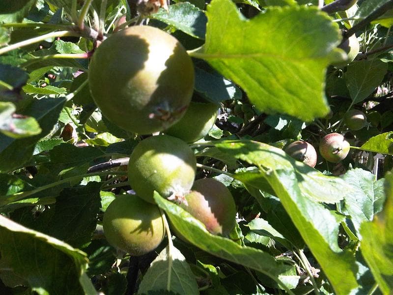 سیب — Malus domestica
