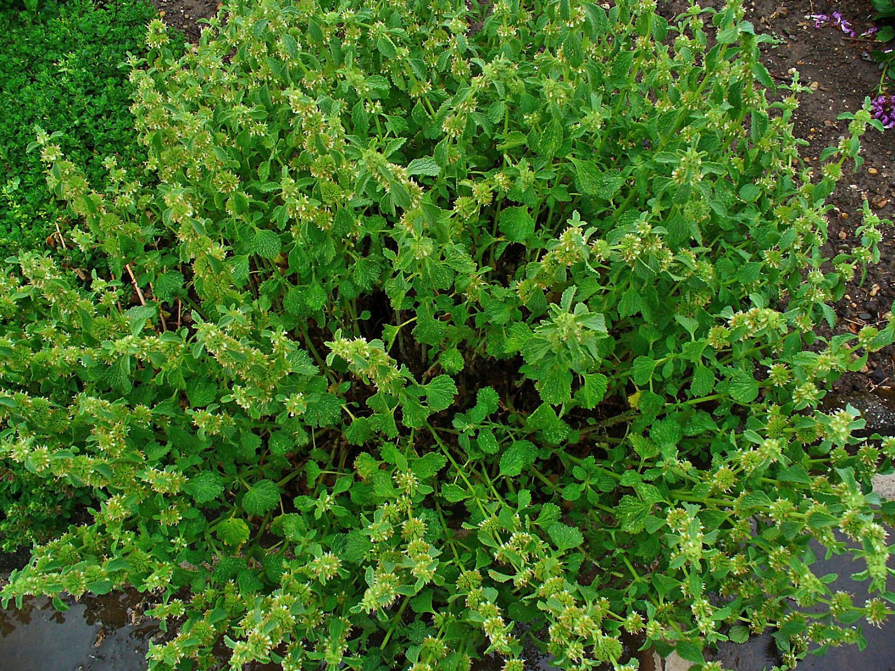 فراسیون — Marrubium vulgare