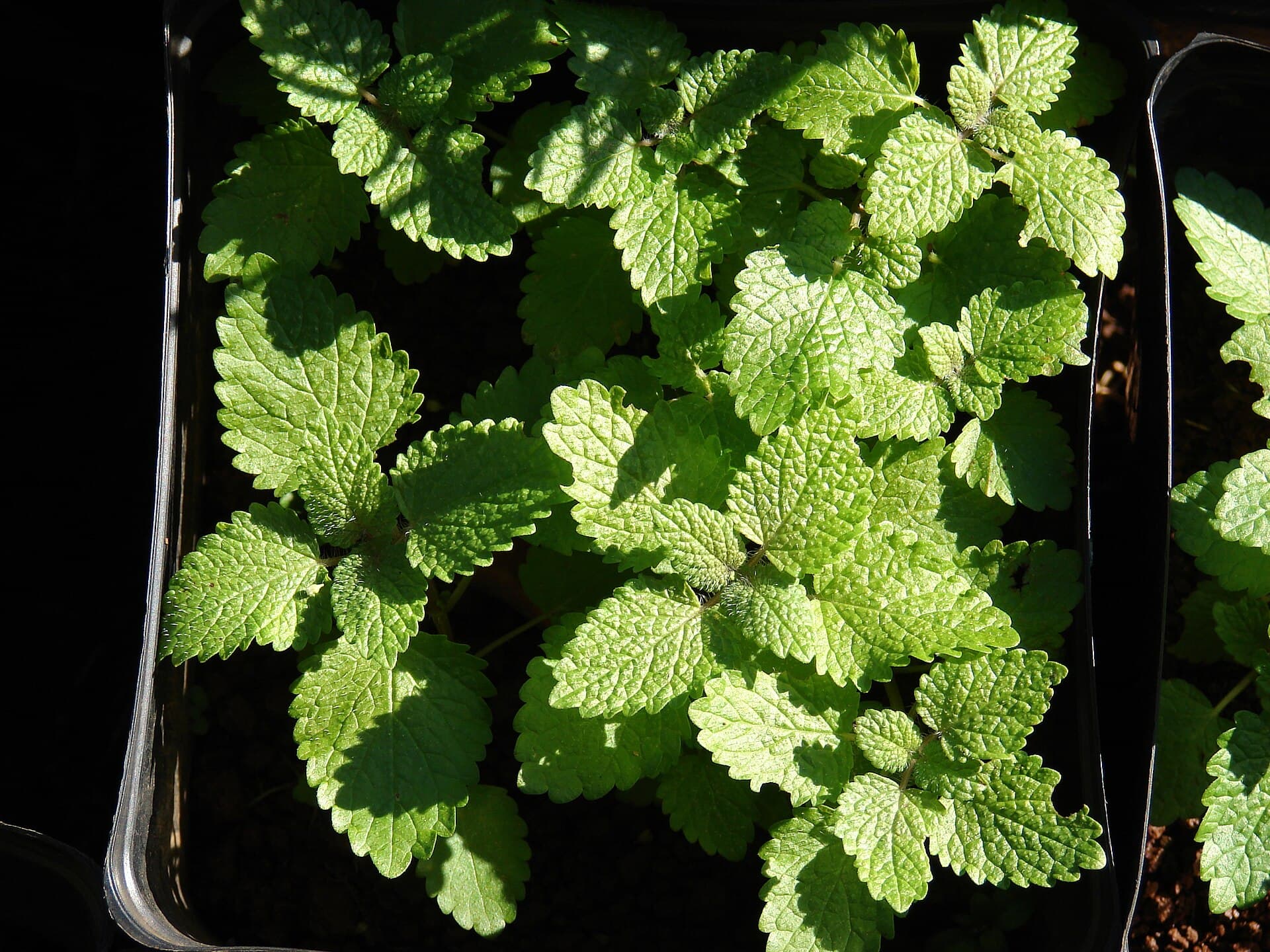 بادرنجبویه — Melissa officinalis