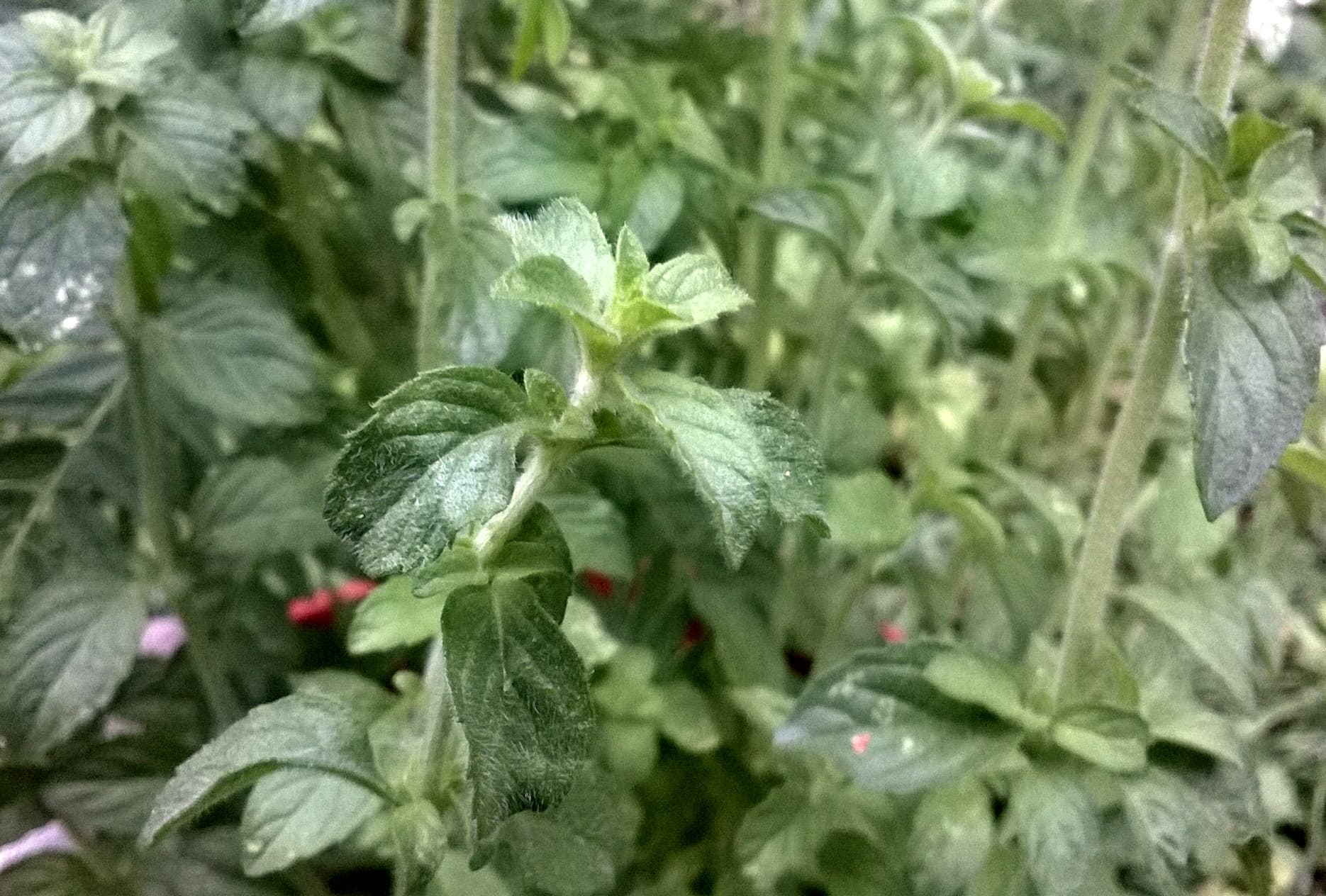 پونه — Mentha pulegium