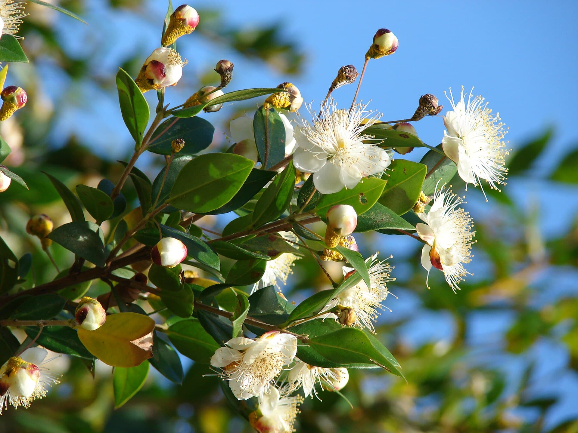مورد — Myrtus communis