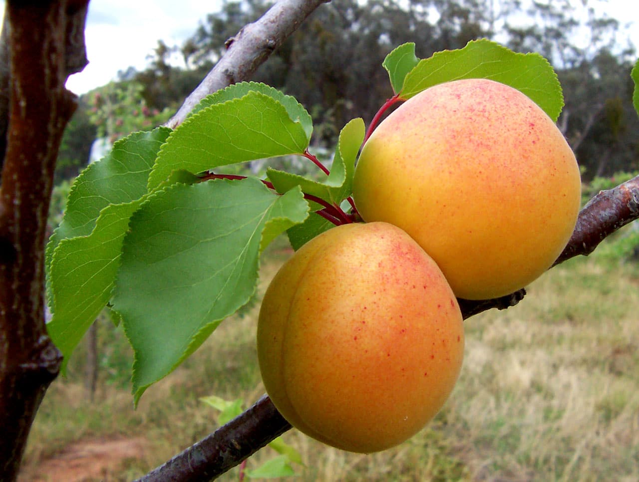 زردآلو — Prunus armeniaca