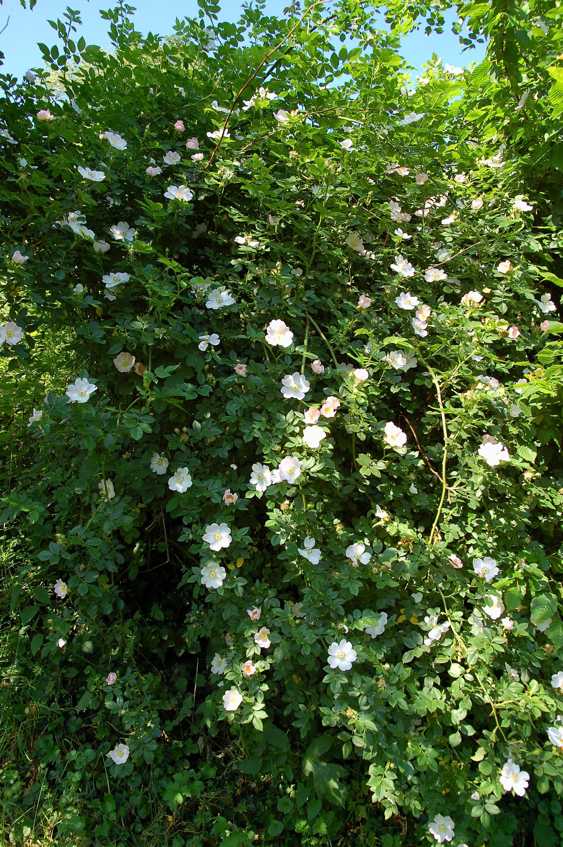 میوهٔ نسترن — Rosa canina