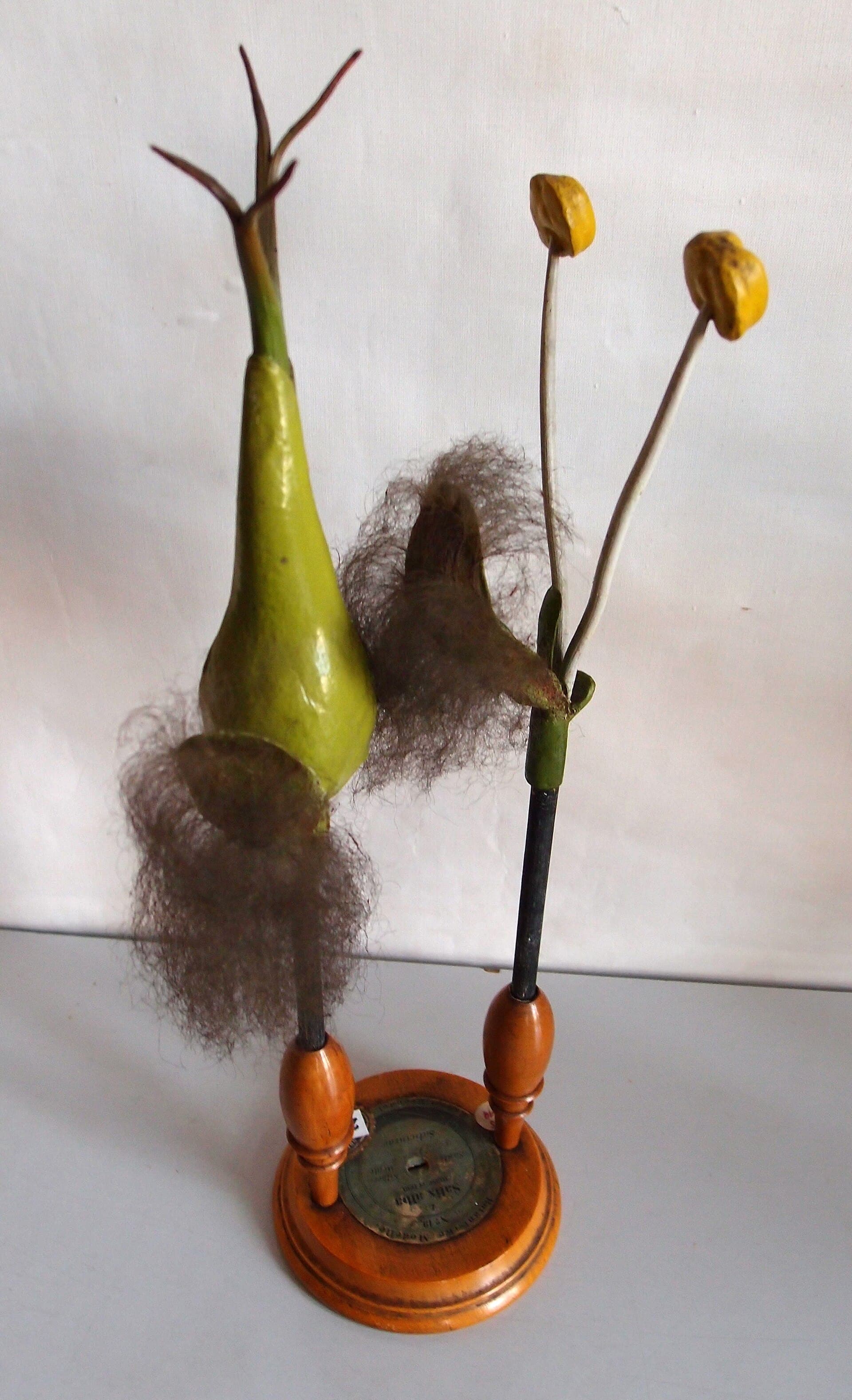 برگ بید — Salix alba