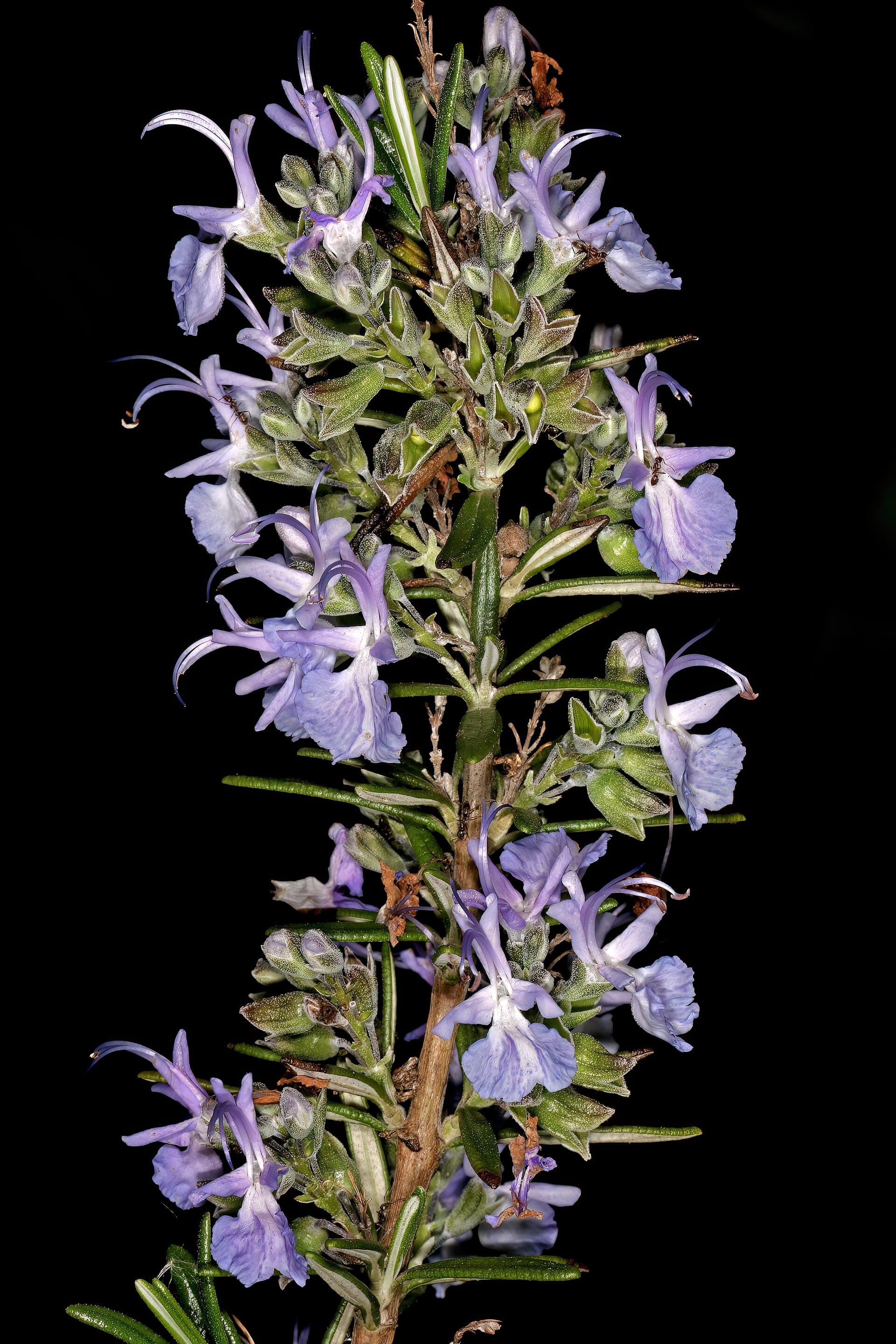 رزماری — Salvia rosmarinus