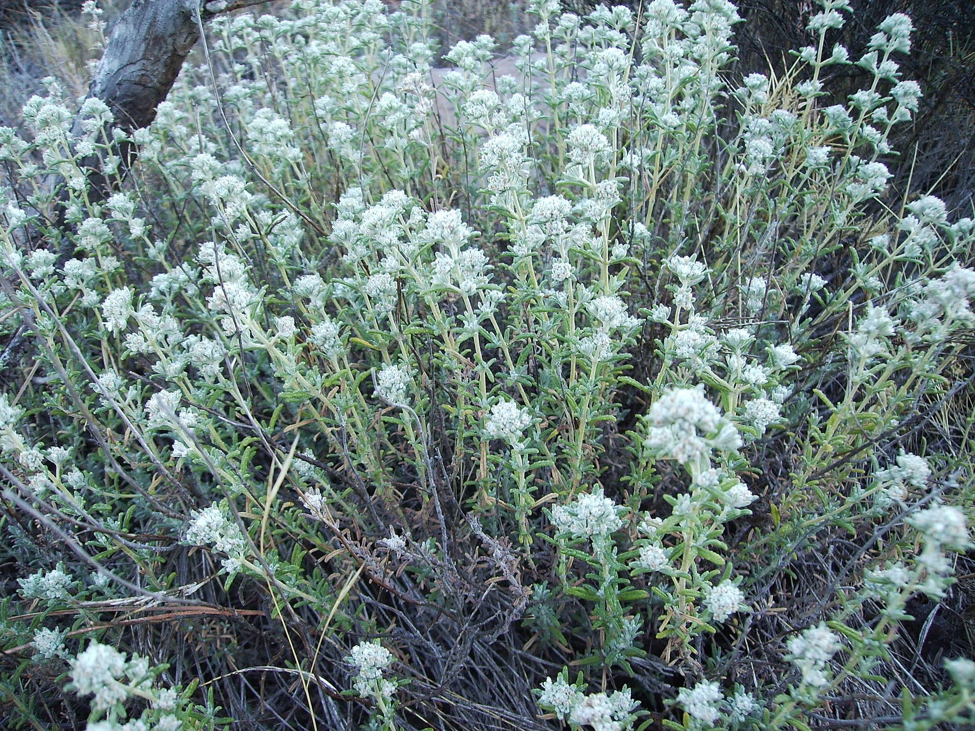کلپوره — Teucrium polium
