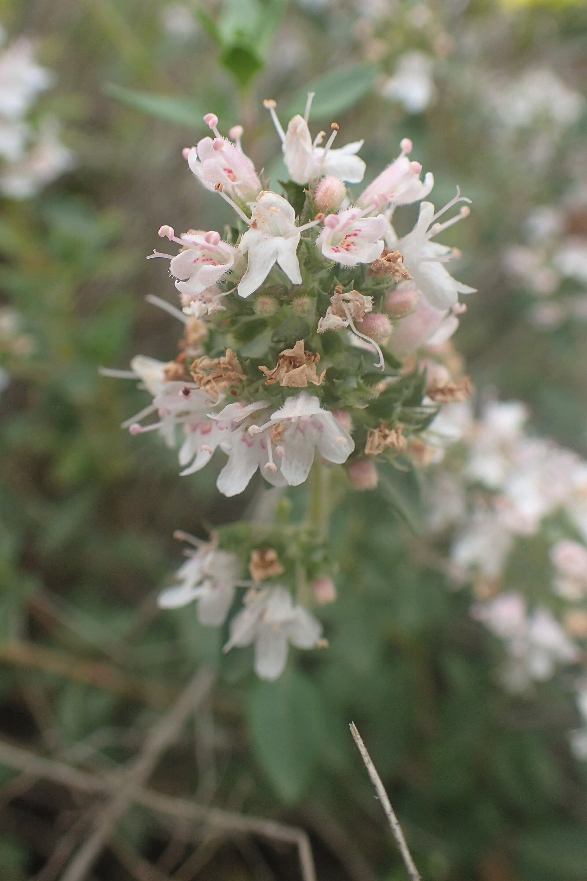 آویشن کوهی — Thymus kotschyanus
