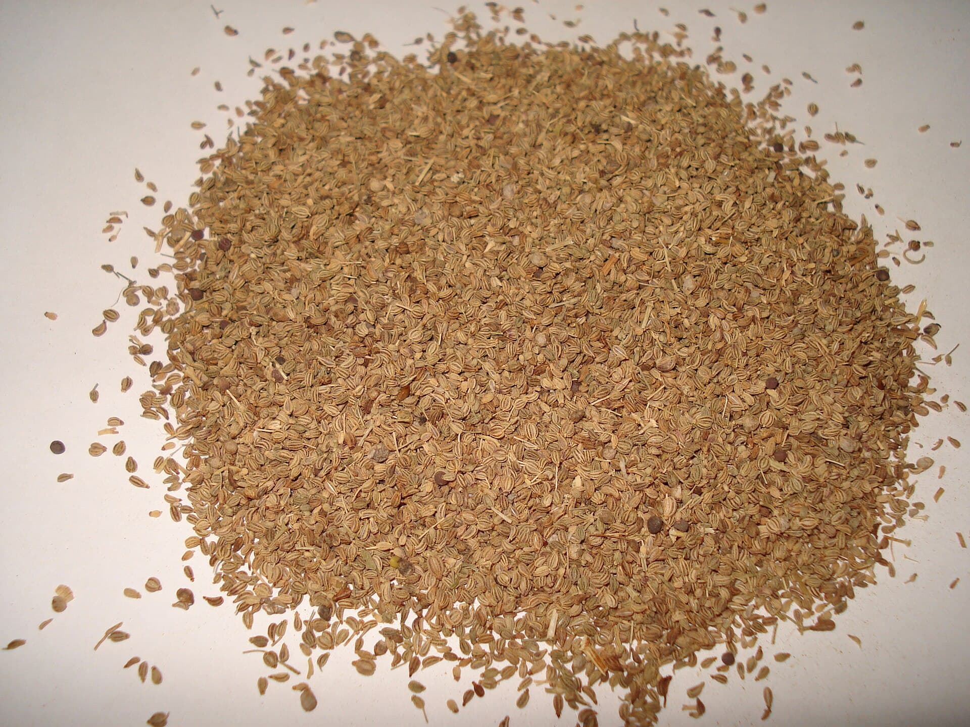 زنیان — Trachyspermum ammi