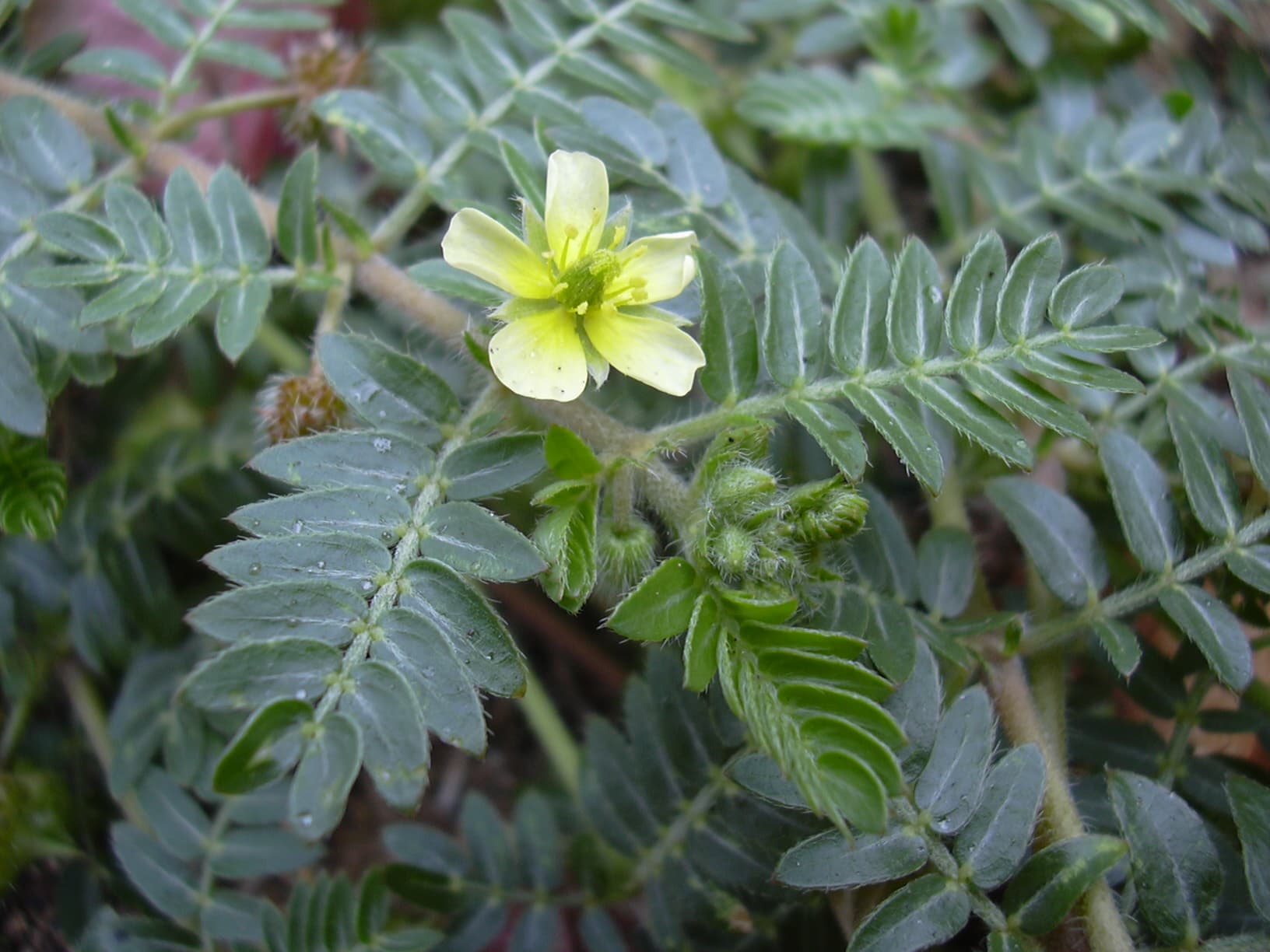 خارخاسک — Tribulus terrestris