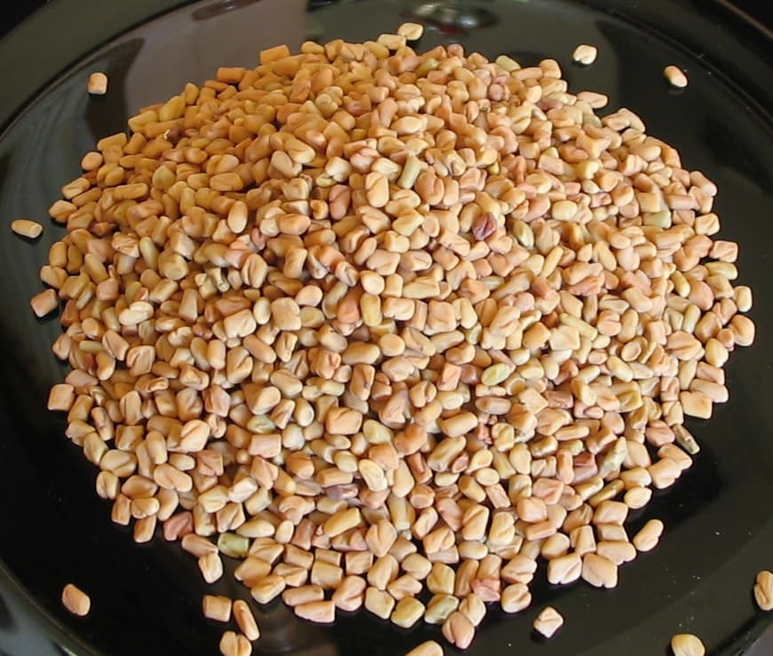 شنبلیله — Trigonella foenum-graecum