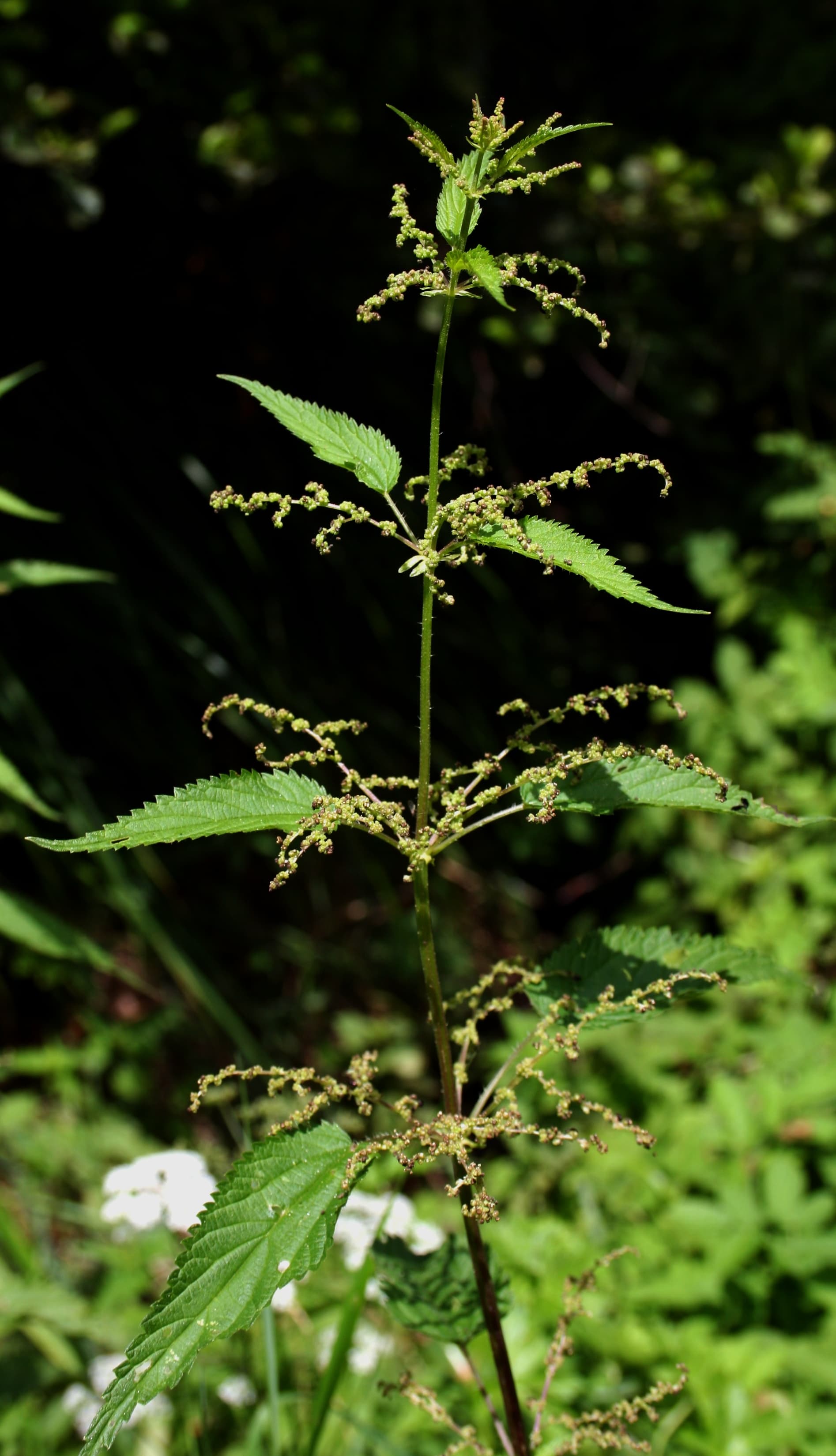 گزنه — Urtica dioica