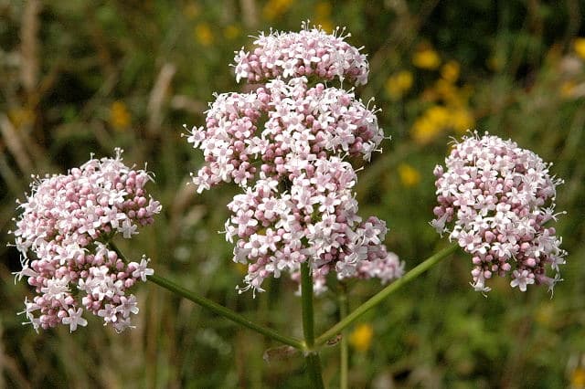 سنبل‌الطیب — Valeriana officinalis