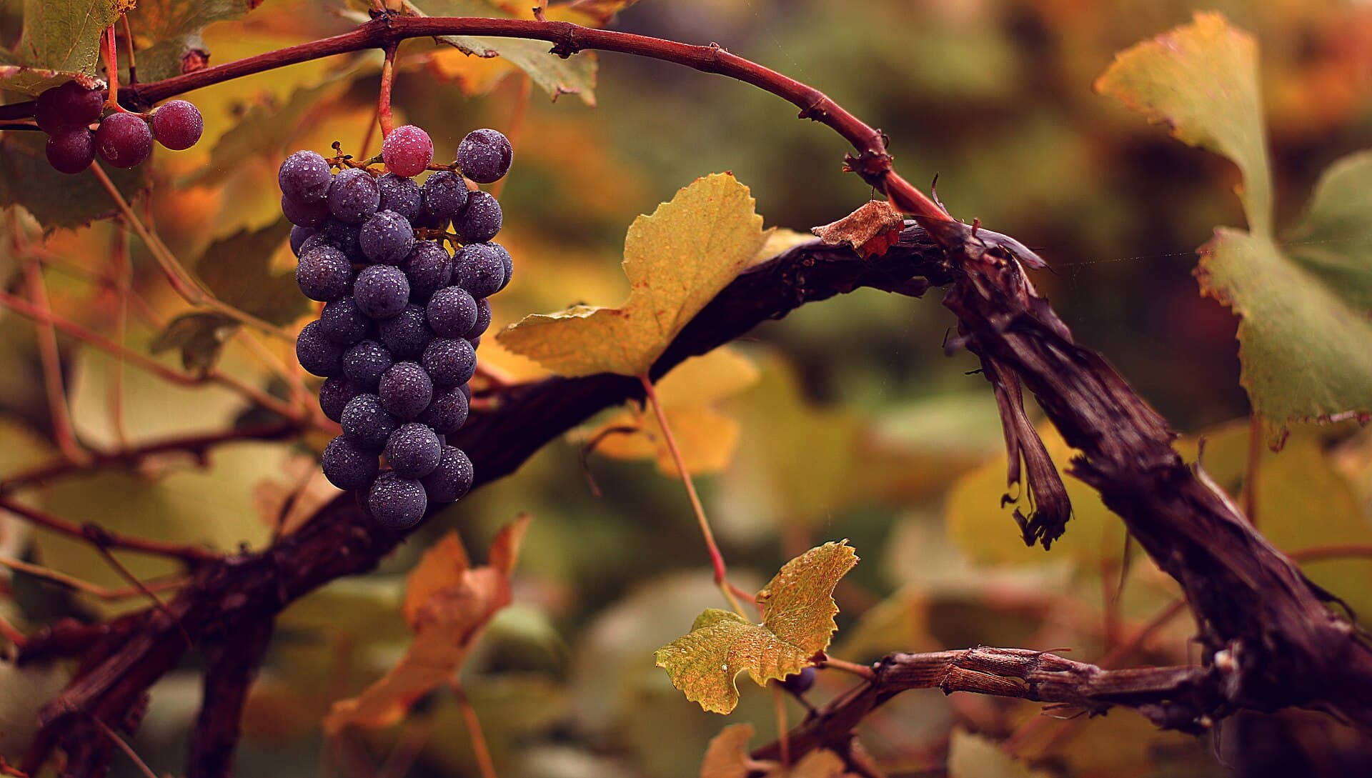 انگور — Vitis vinifera