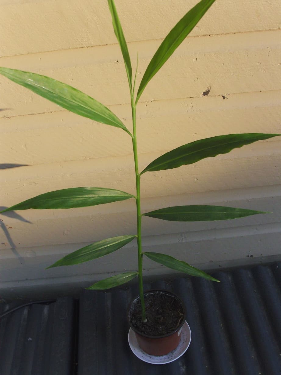 زنجبیل — Zingiber officinale