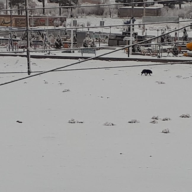 ❄️❄️ 🌨نمای یک روز برفی از بام اقامتگاه دیاوا — تصویر ۲