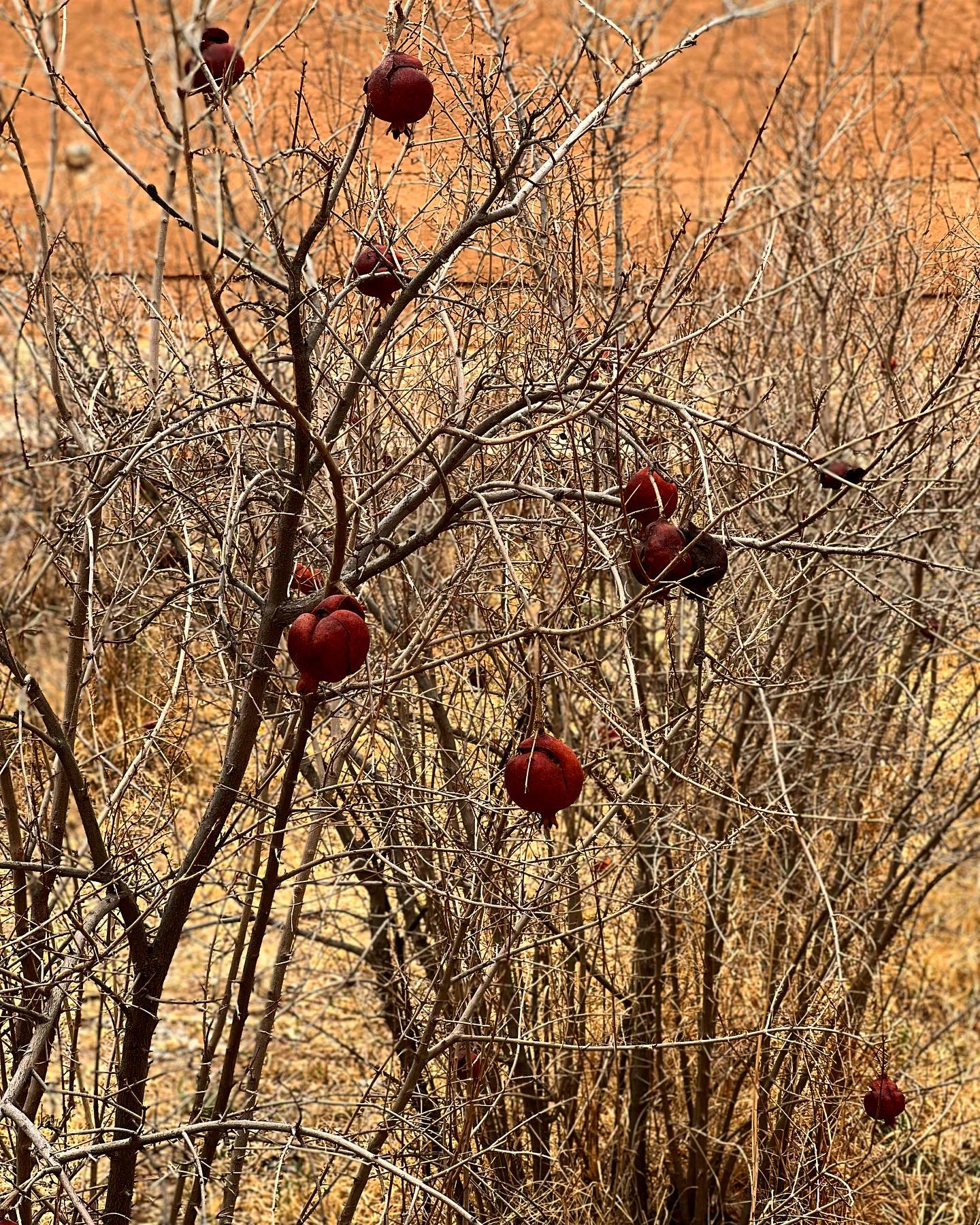 خانه تاریخی مرحوم حاجی نورالله محمدی (قلعه کنار… — تصویر ۹