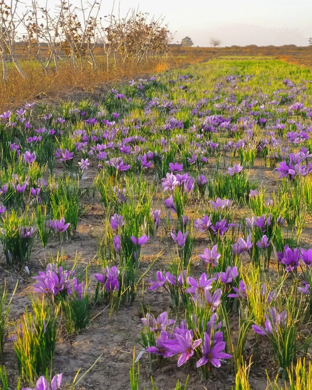 فصل چیدن زعفران 📍 روستای ده آباد مجتمع گردشگری… — تصویر ۴
