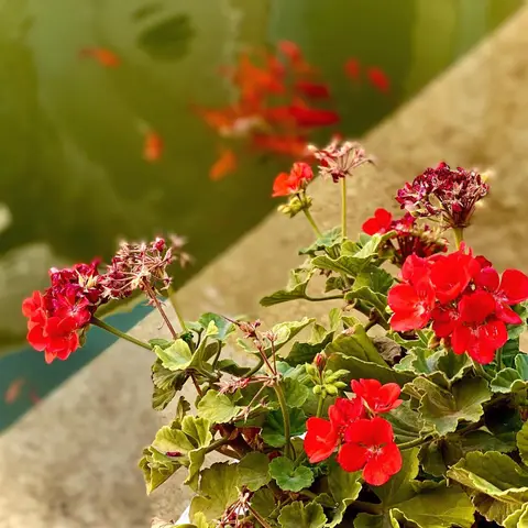 🌺🍃