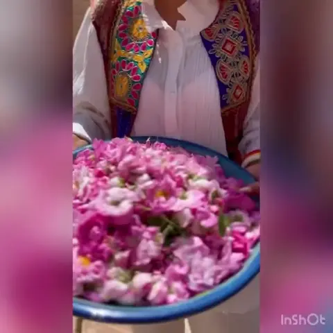 🌸🌸🌸