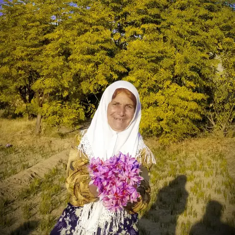 فصل چیدن زعفران