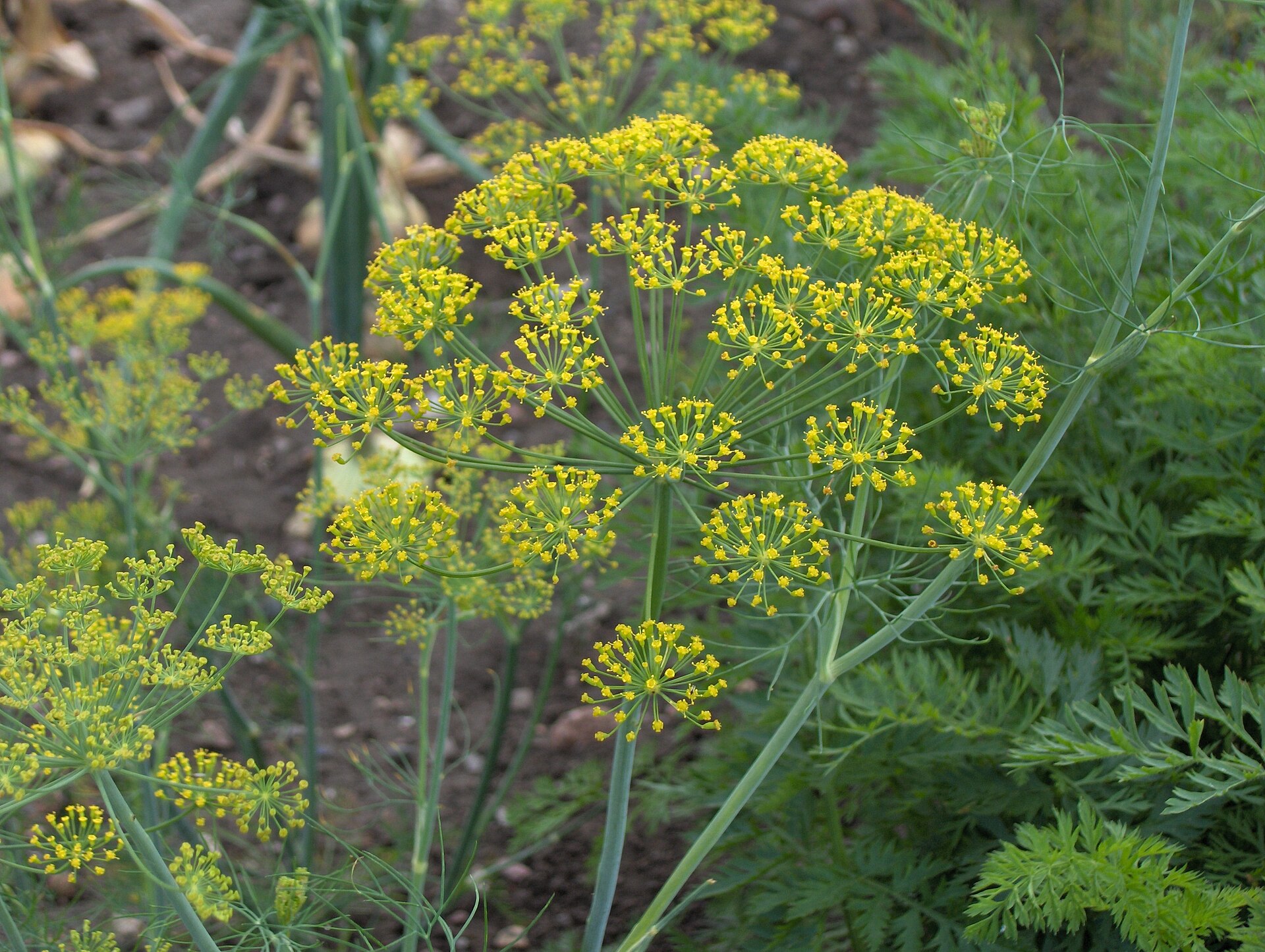 شوید (Dill) — Anethum graveolens