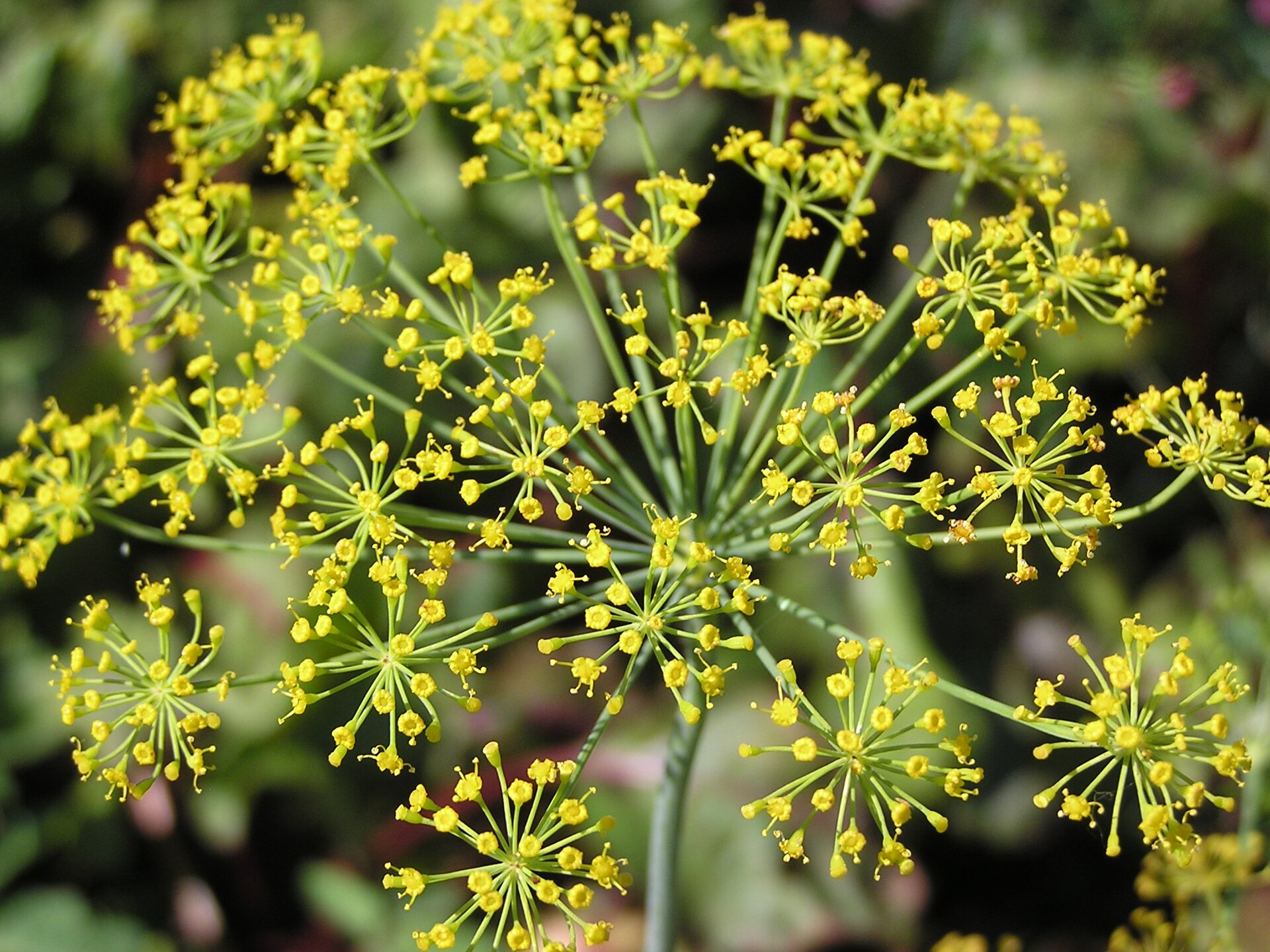 شوید (Dill) — Anethum graveolens