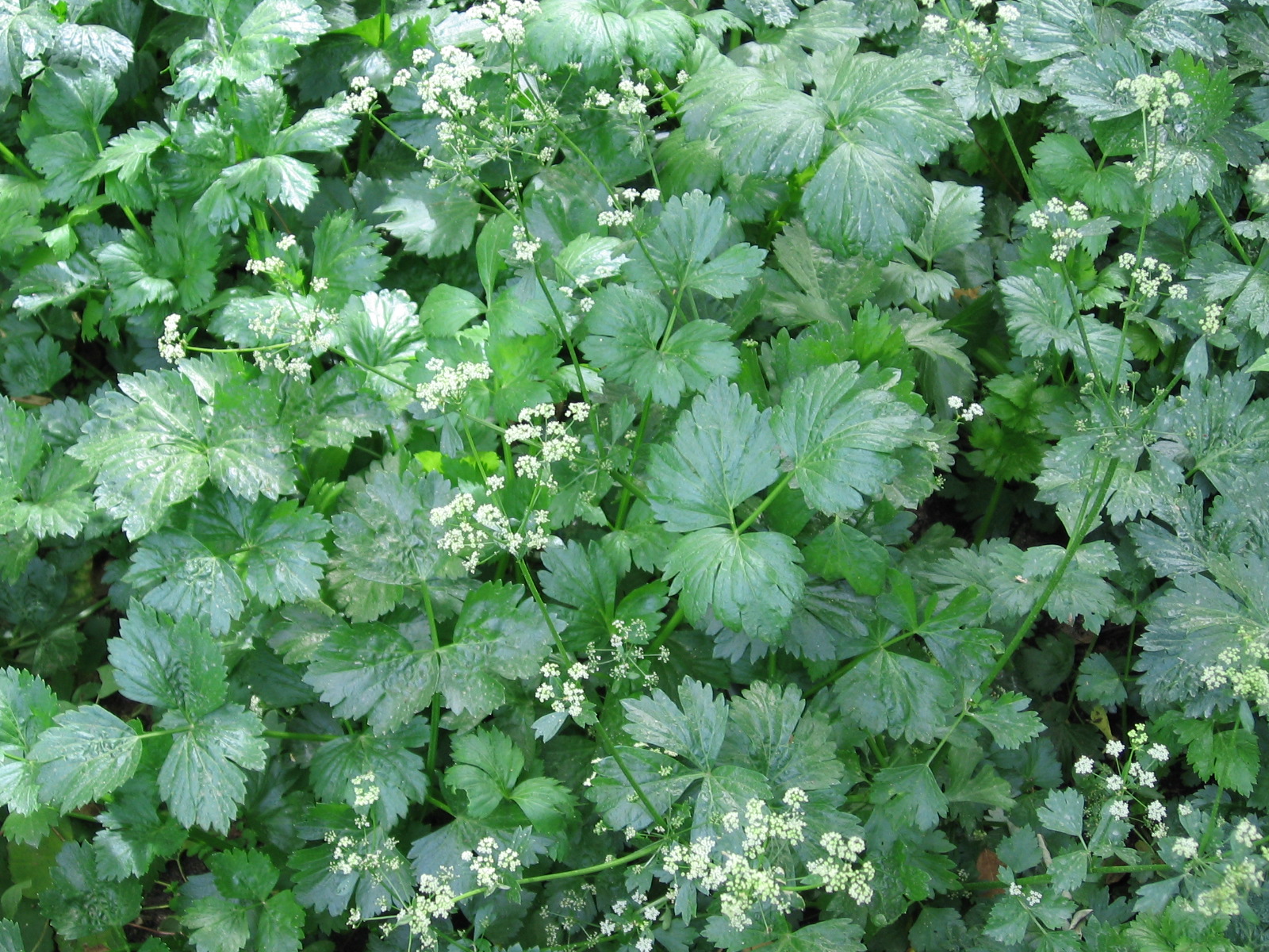 کرفس (Celery) — Apium graveolens