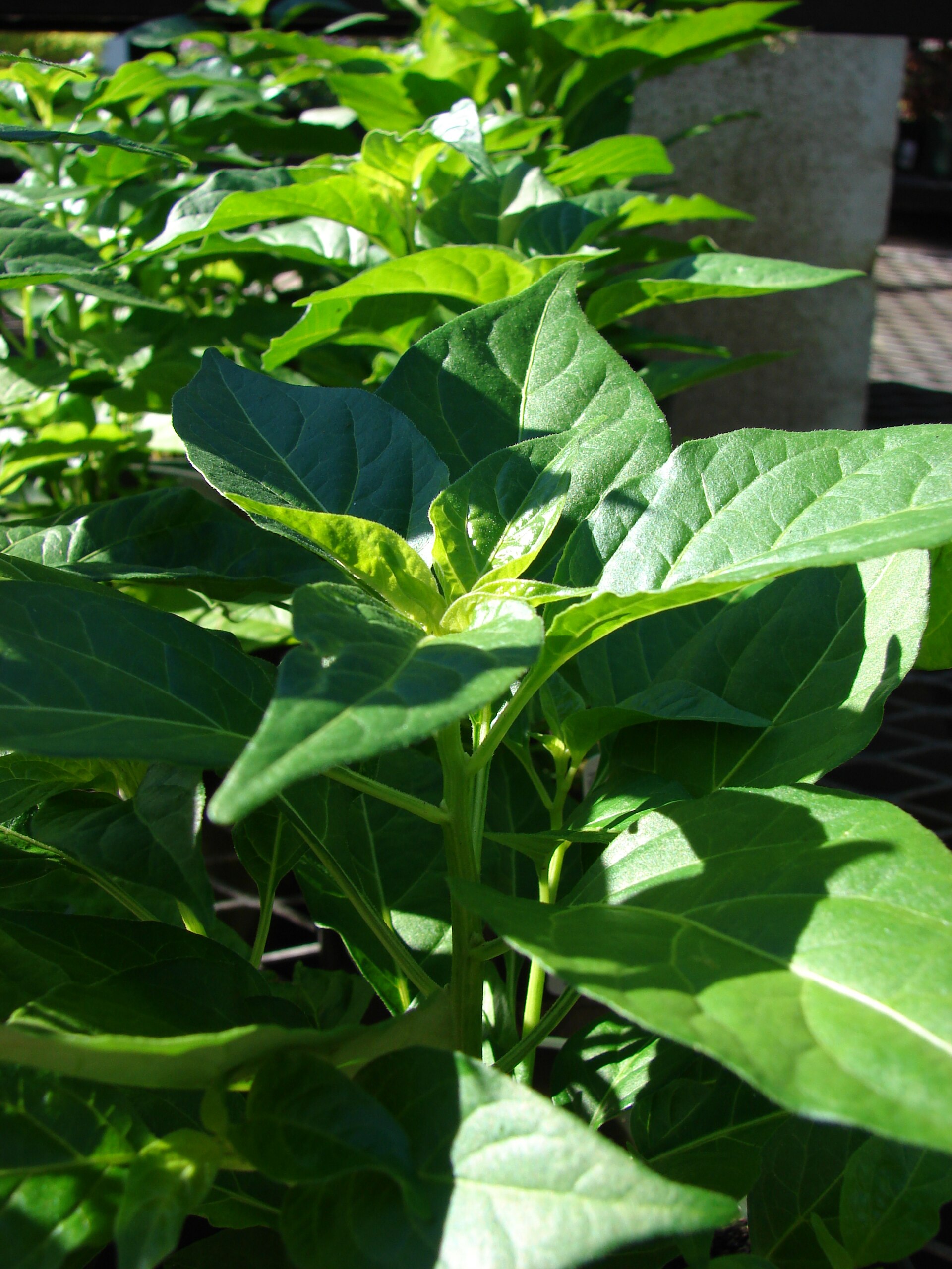 فلفل قرمز (تند) (Cayenne / red chilli pepper) — Capsicum annuum