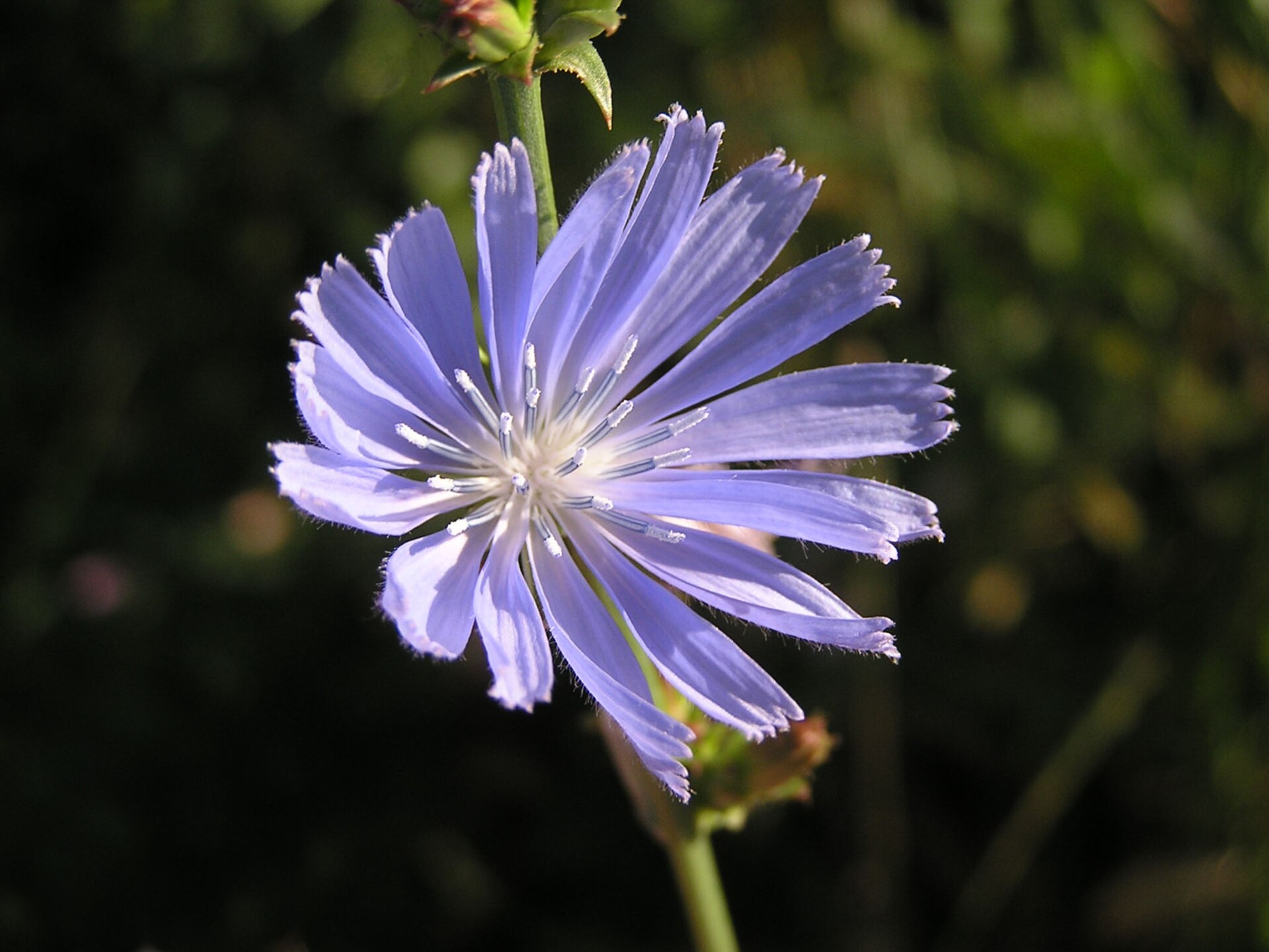 کاسنی (Chicory) — Cichorium intybus