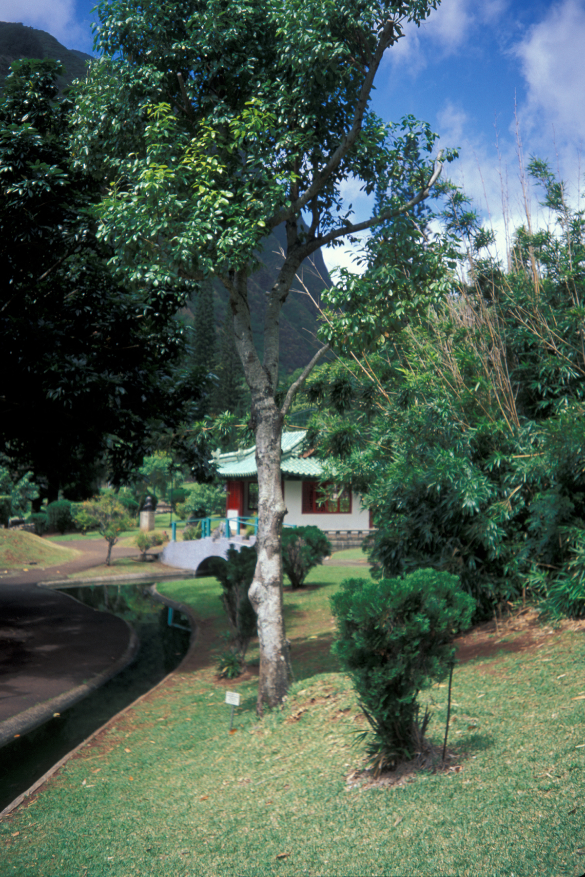 دارچین (Cinnamon) — Cinnamomum verum