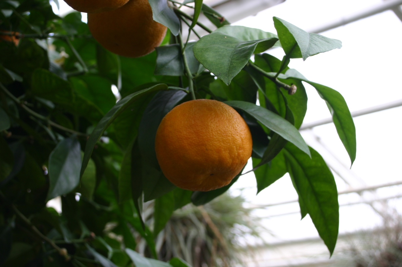بهارنارنج (Bitter orange blossom) — Citrus aurantium