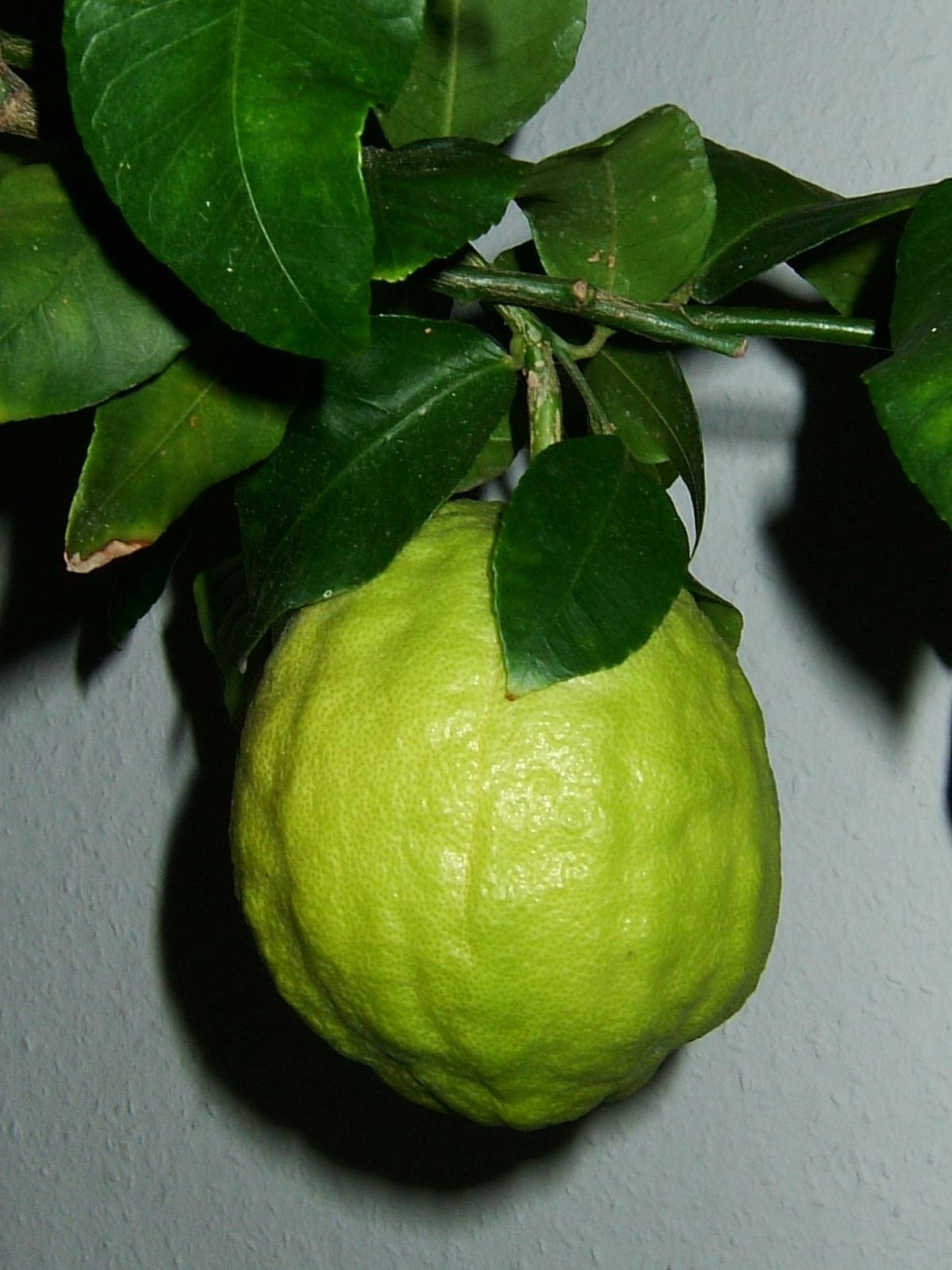 اترج