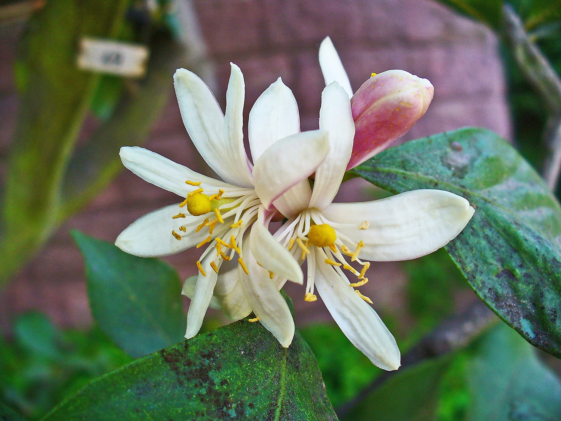 اترج (Citron) — Citrus medica