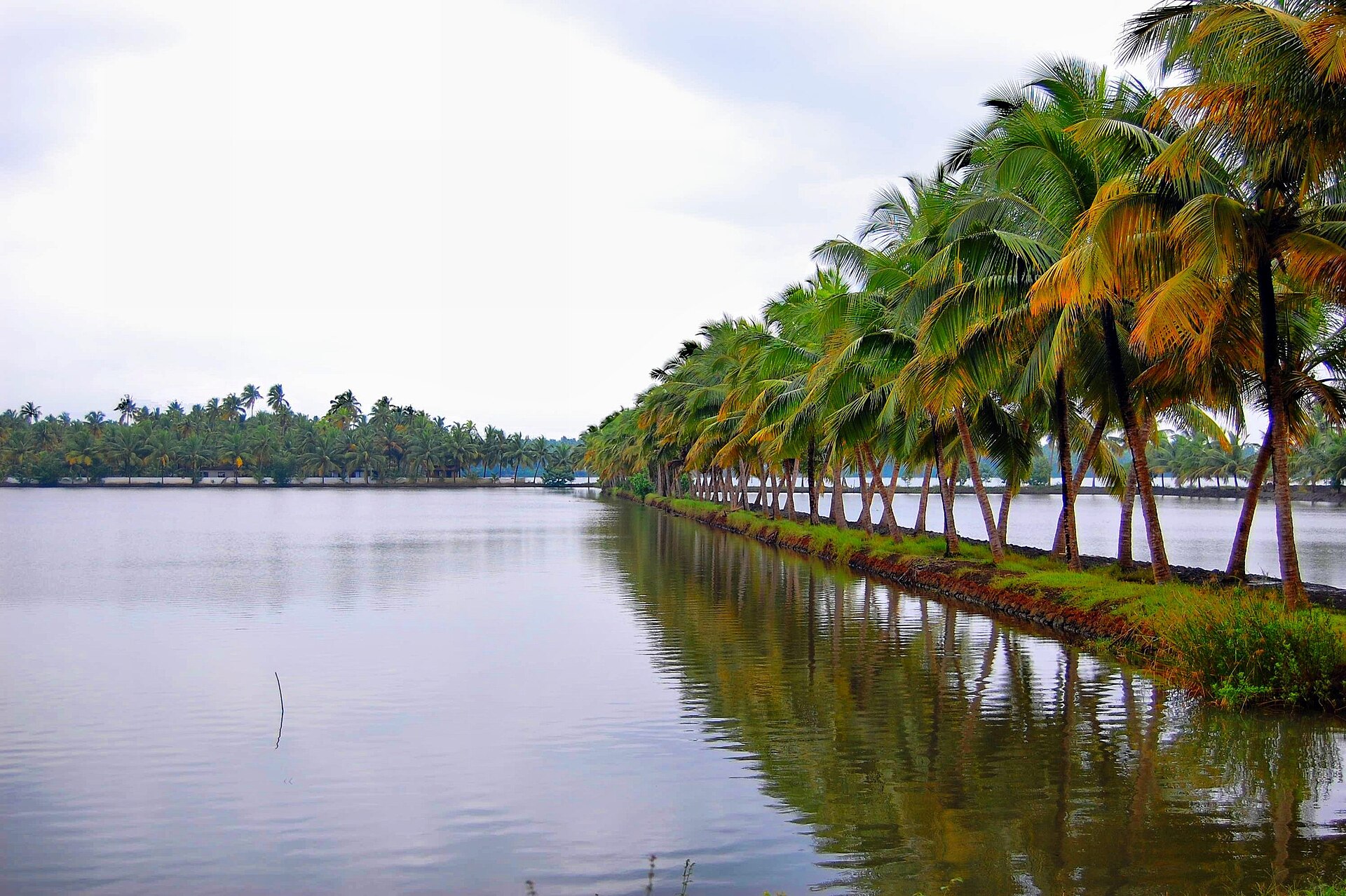 نارگیل (Coconut) — Cocos nucifera