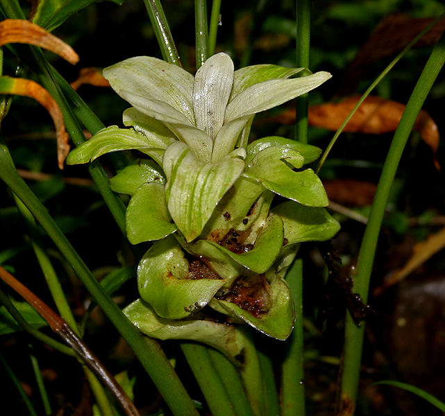 زردچوبه (Turmeric) — Curcuma longa