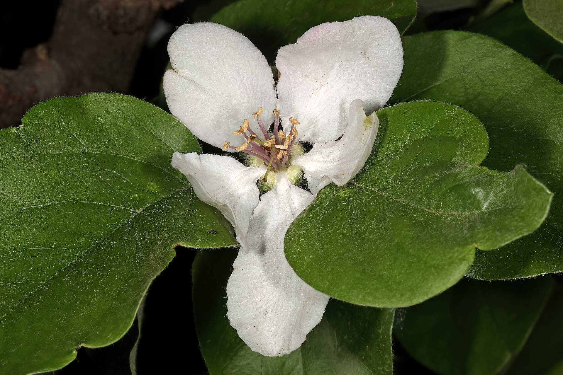به (Quince) — Cydonia oblonga