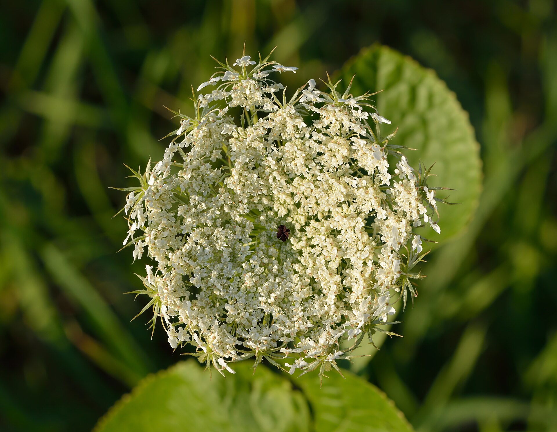 هویج (Carrot) — Daucus carota